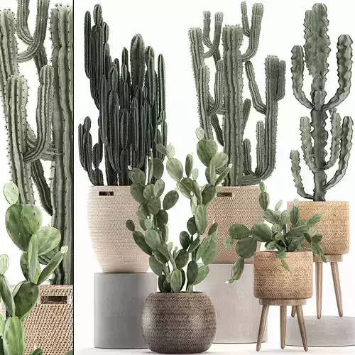 Decorative cactus in baskets for the interior 617 3D model