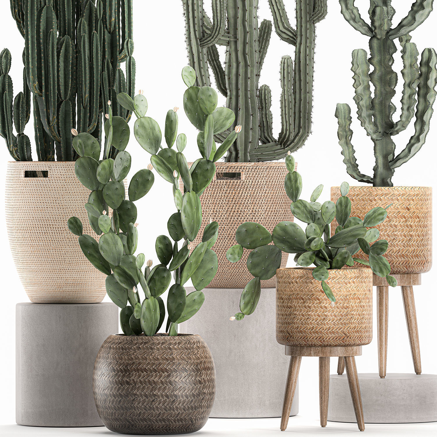 Decorative cactus in baskets for the interior 617 3D model_1
