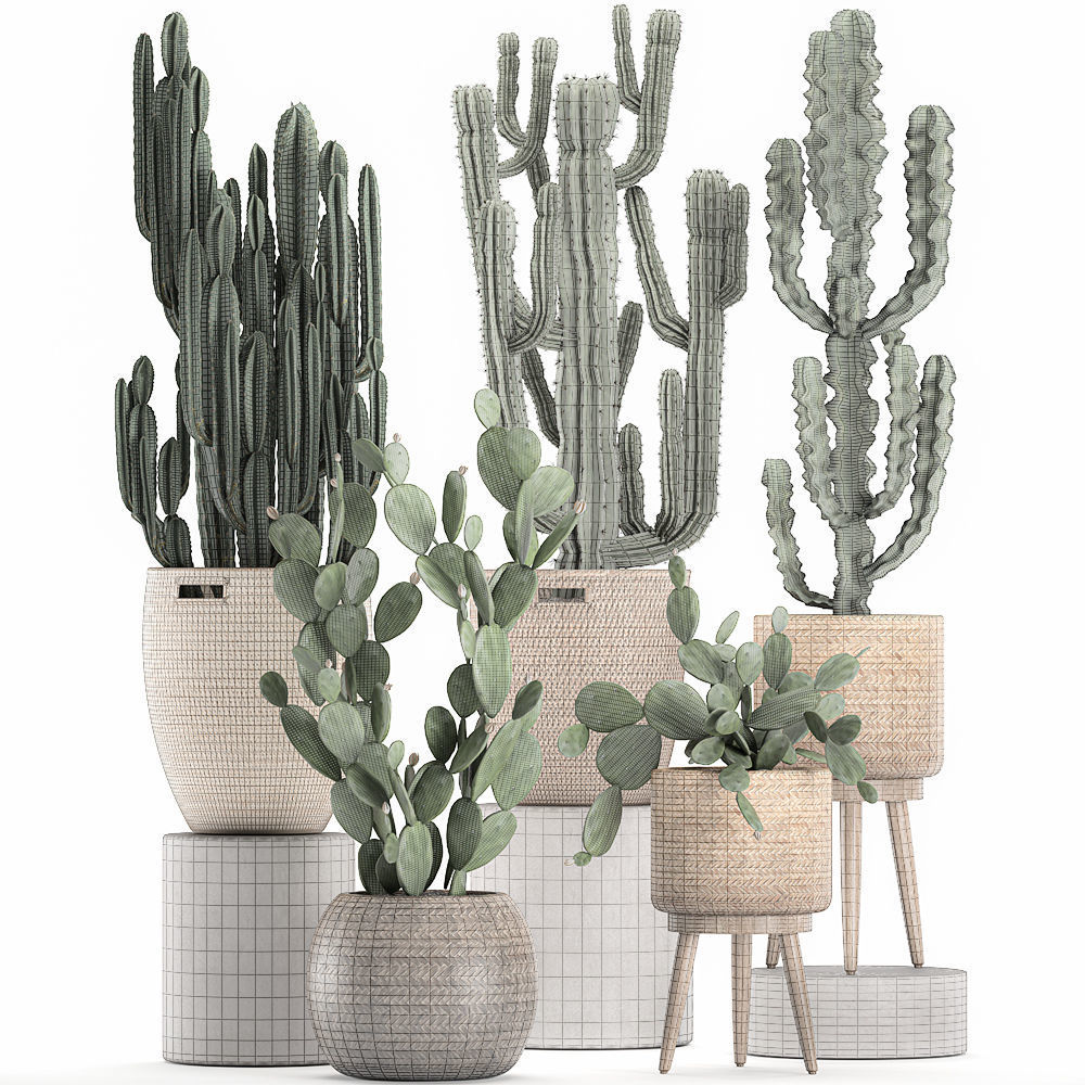 Decorative cactus in baskets for the interior 617 3D model_6