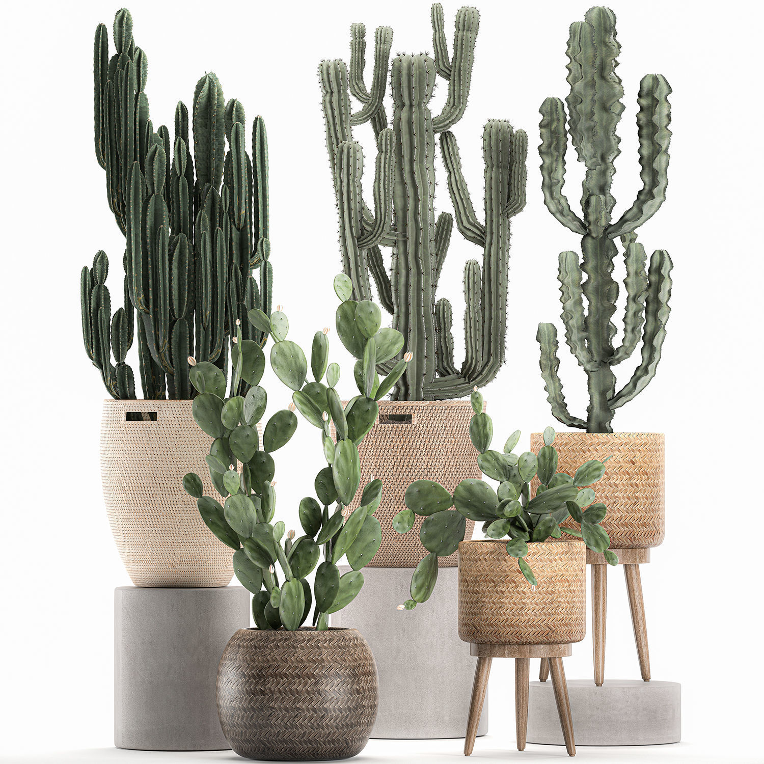 Decorative cactus in baskets for the interior 617 3D model_2