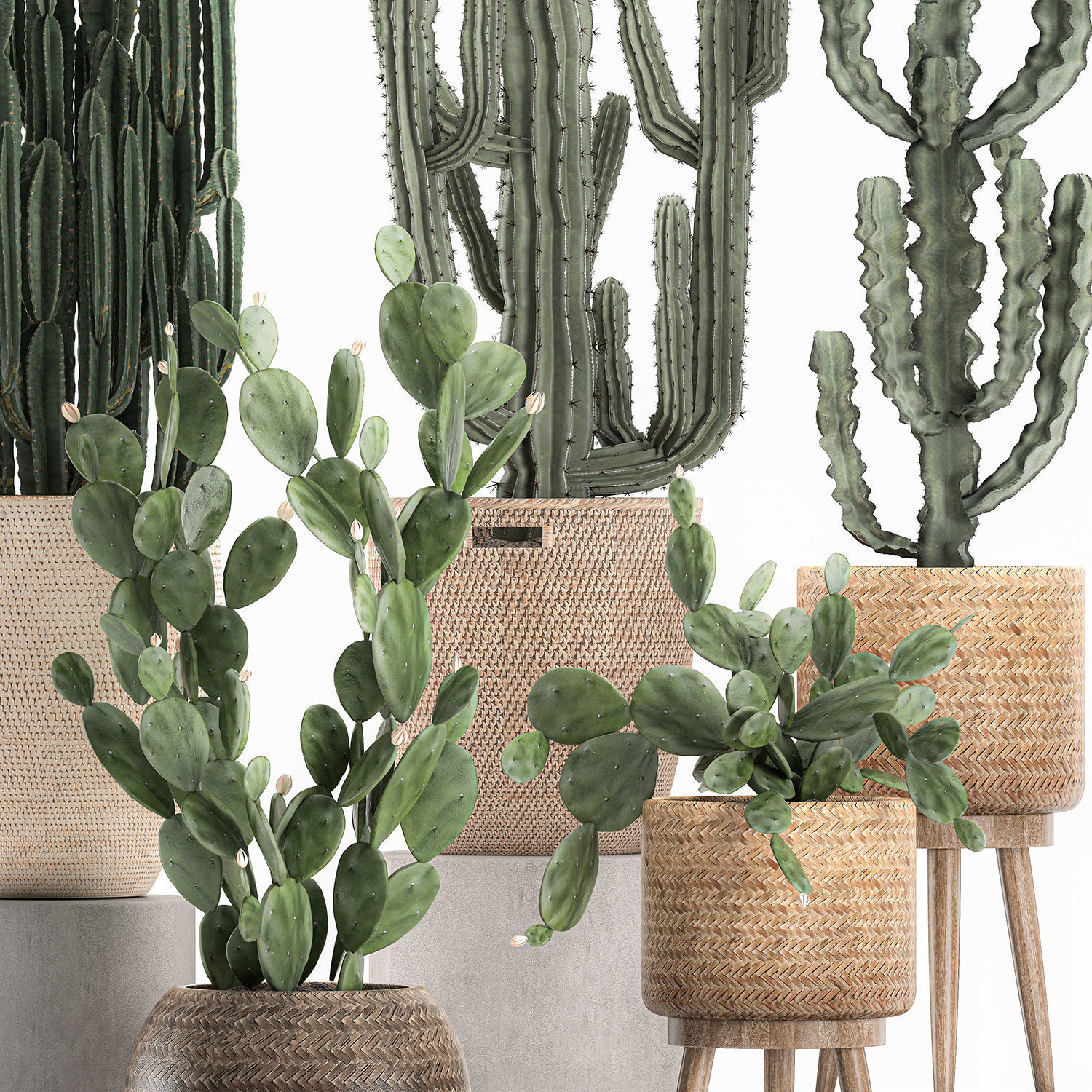 Decorative cactus in baskets for the interior 617 3D model_4