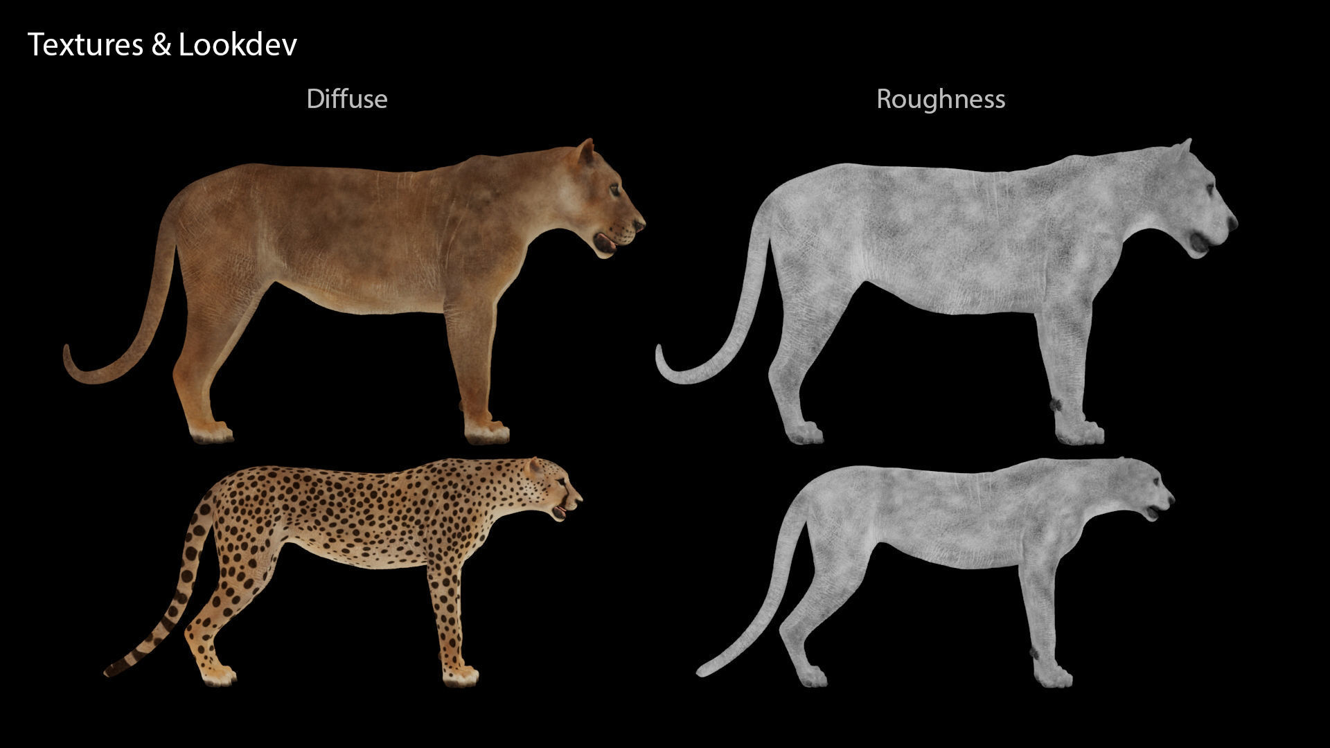 Lion and Cheetah - Digital Model and Tertures Low-poly 3D model_10