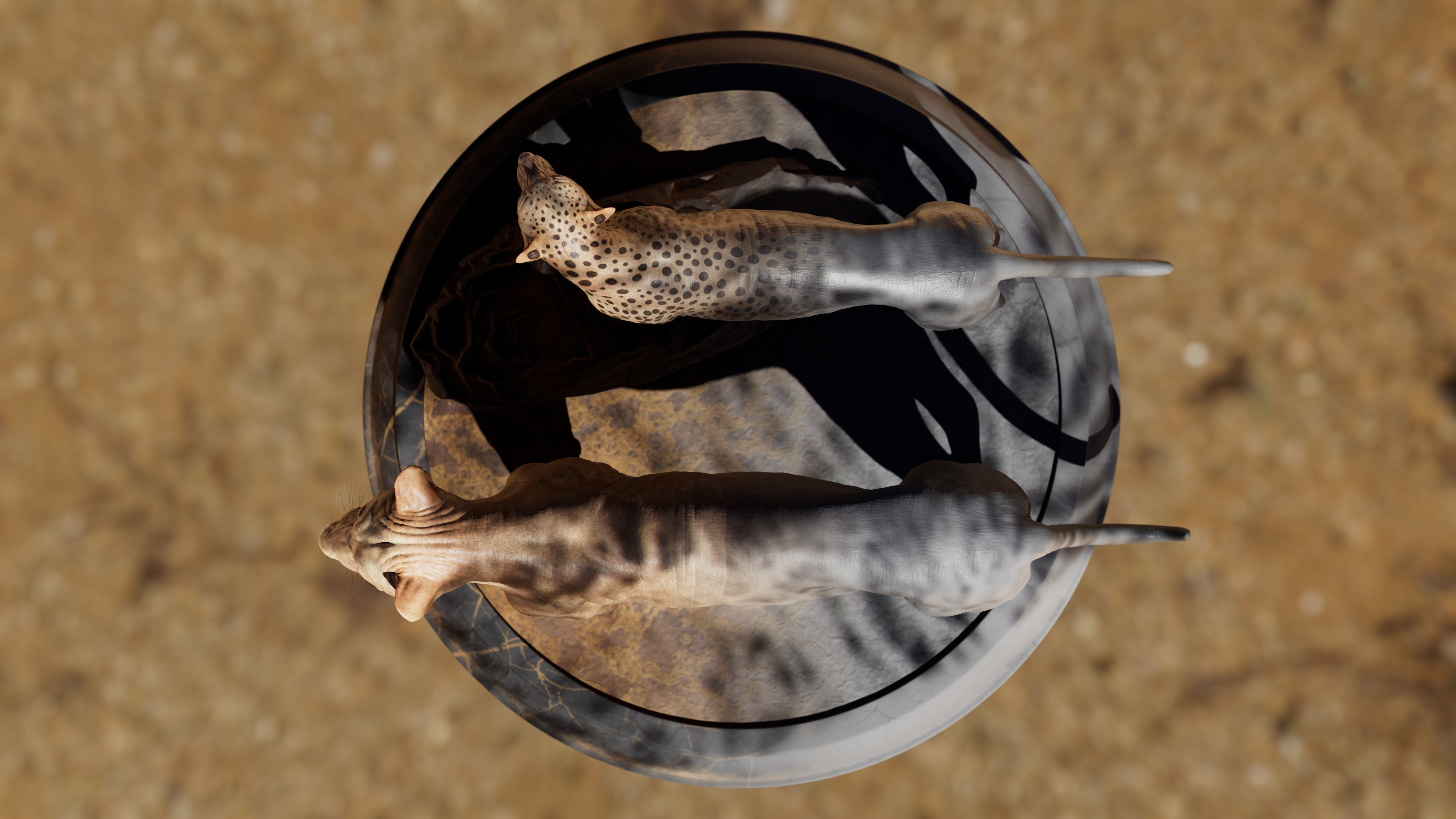 Lion and Cheetah - Digital Model and Tertures Low-poly 3D model_5