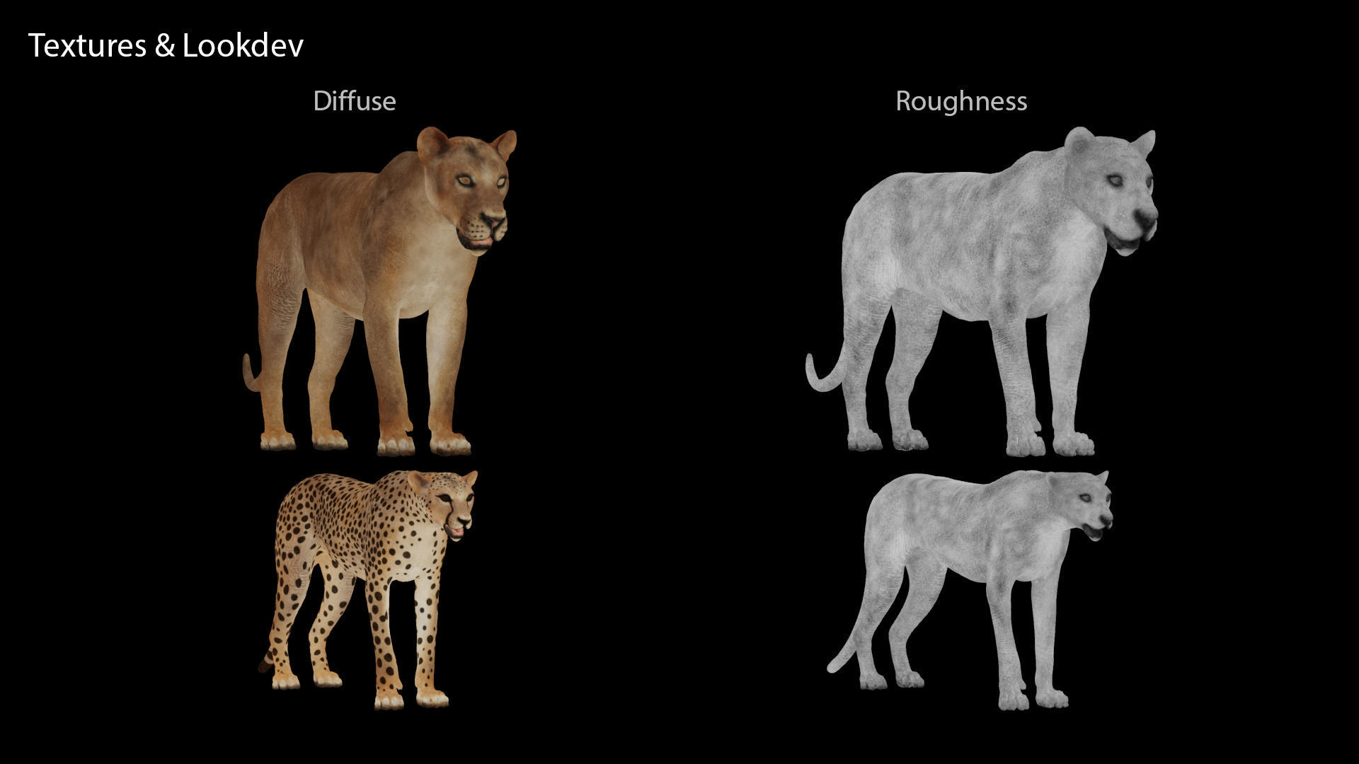 Lion and Cheetah - Digital Model and Tertures Low-poly 3D model_11