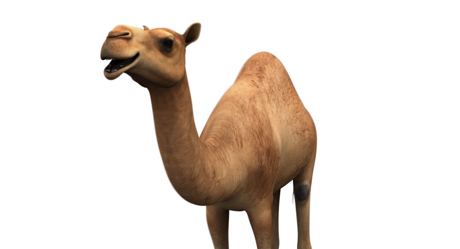 camel 3d model 3D model_18