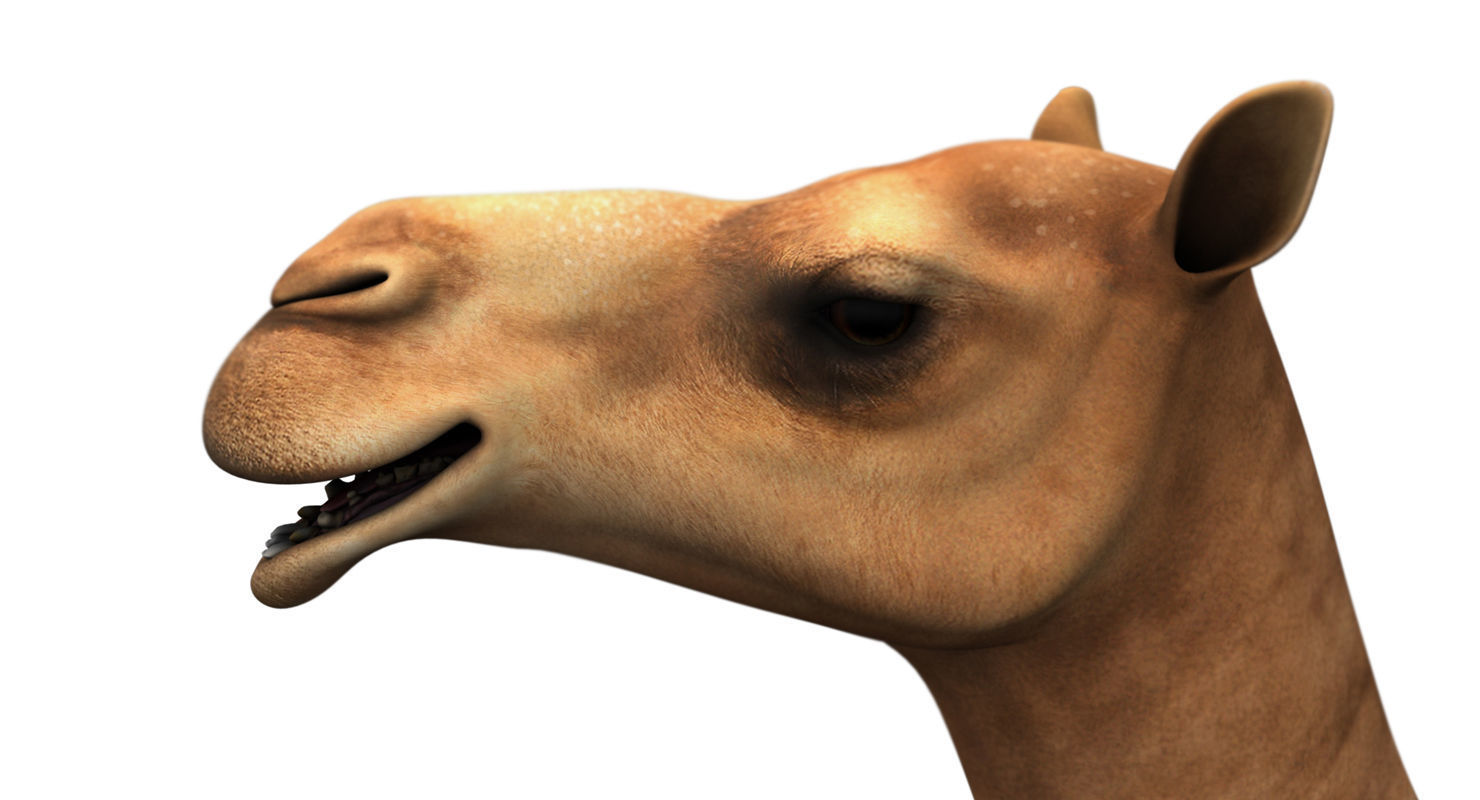 camel 3d model 3D model_3