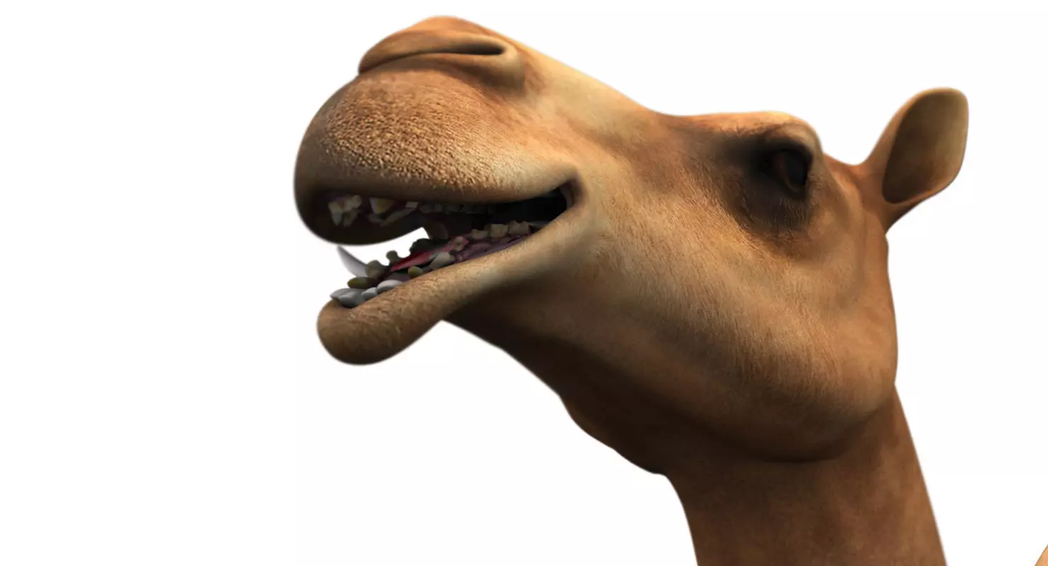 camel 3d model 3D model_0