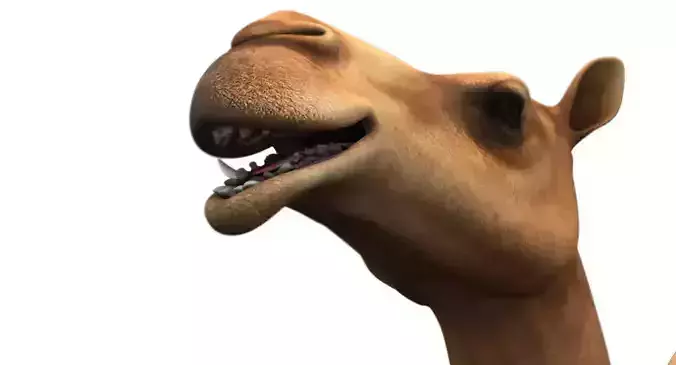camel 3d model 3D model