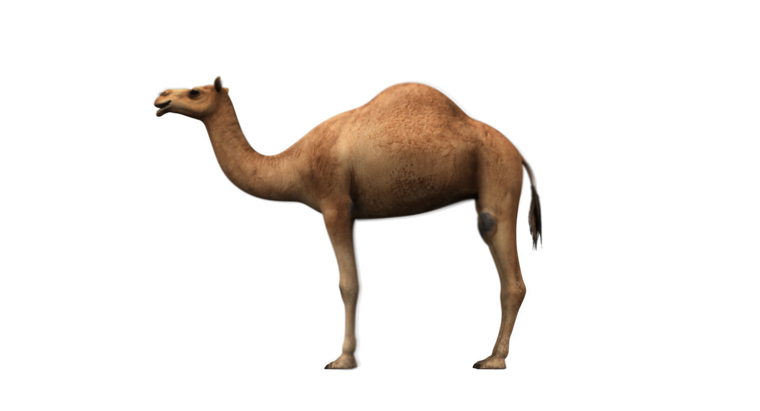 camel 3d model 3D model_2