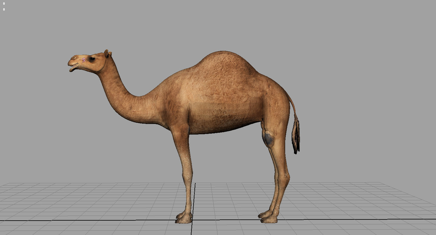 camel 3d model 3D model_5