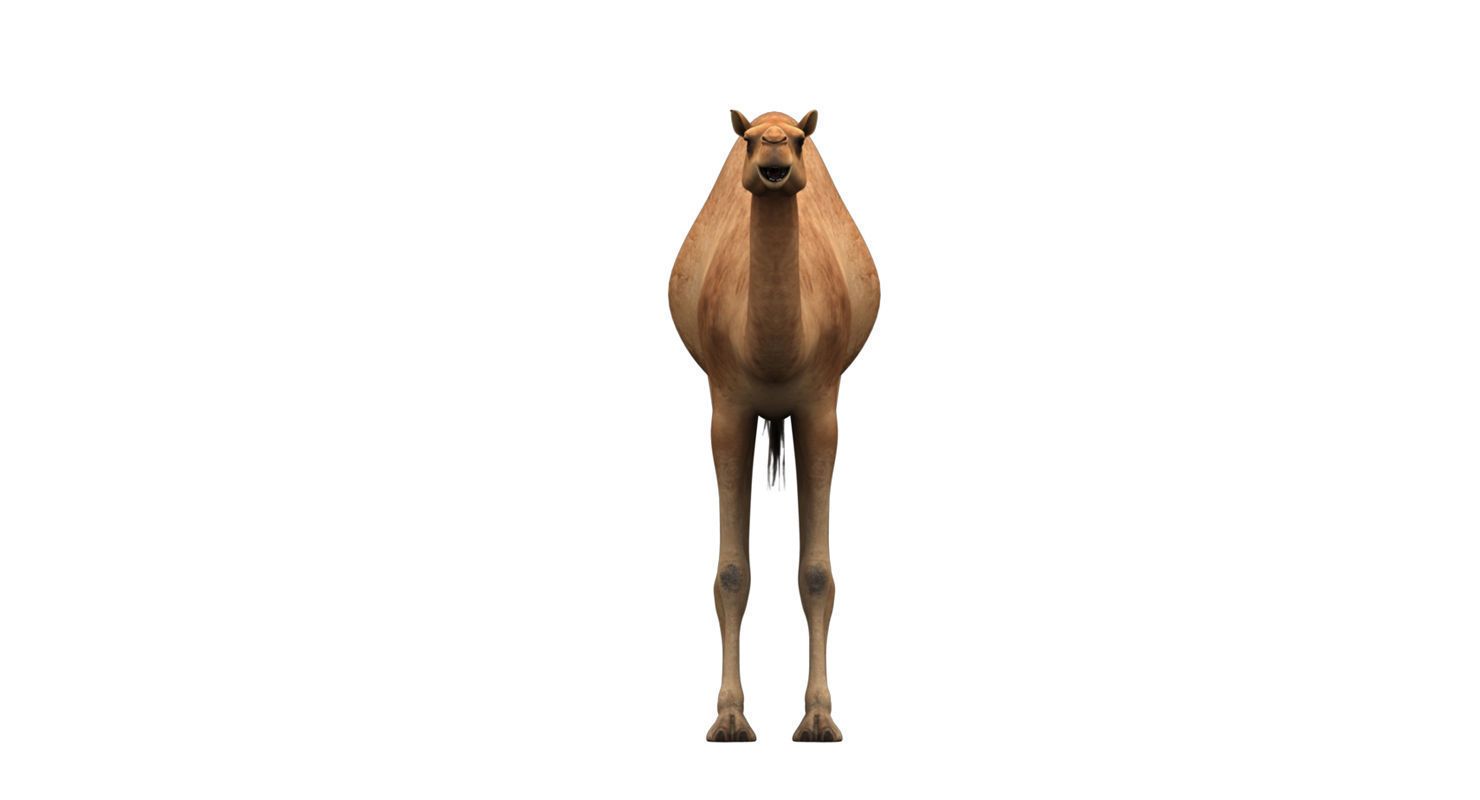 camel 3d model 3D model_22