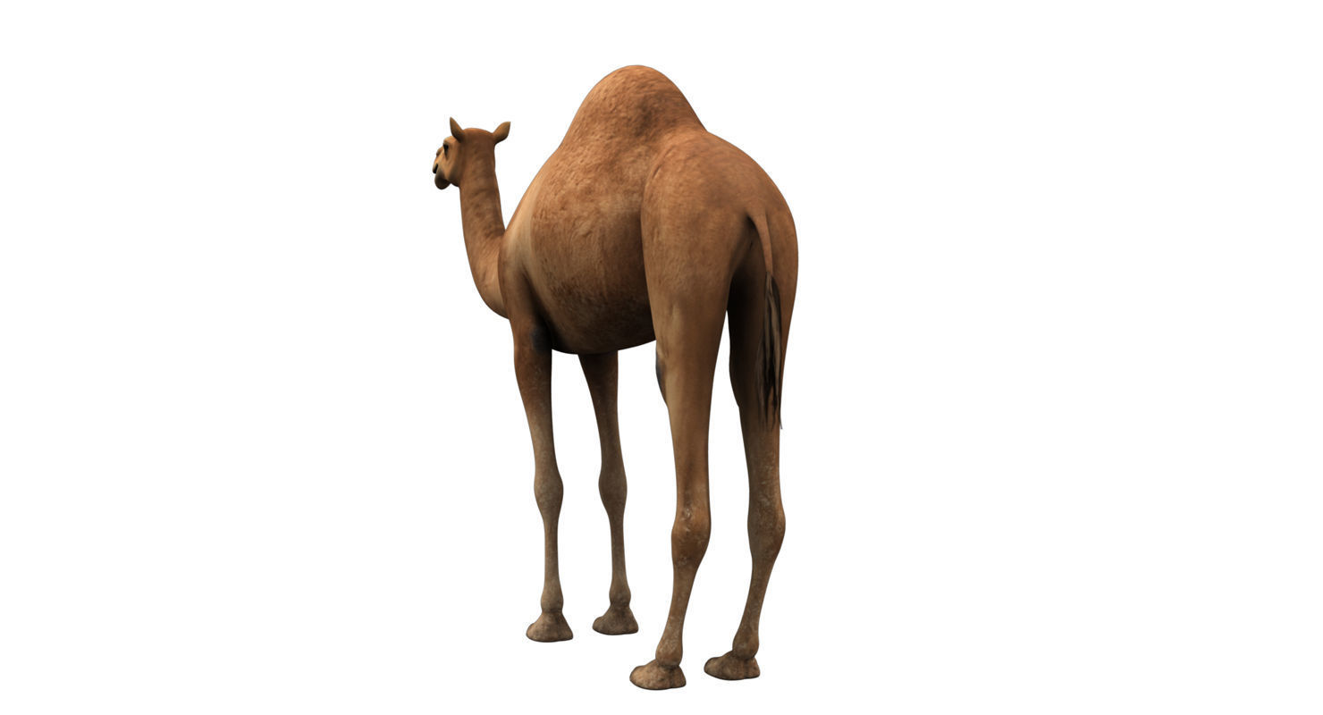 camel 3d model 3D model_19