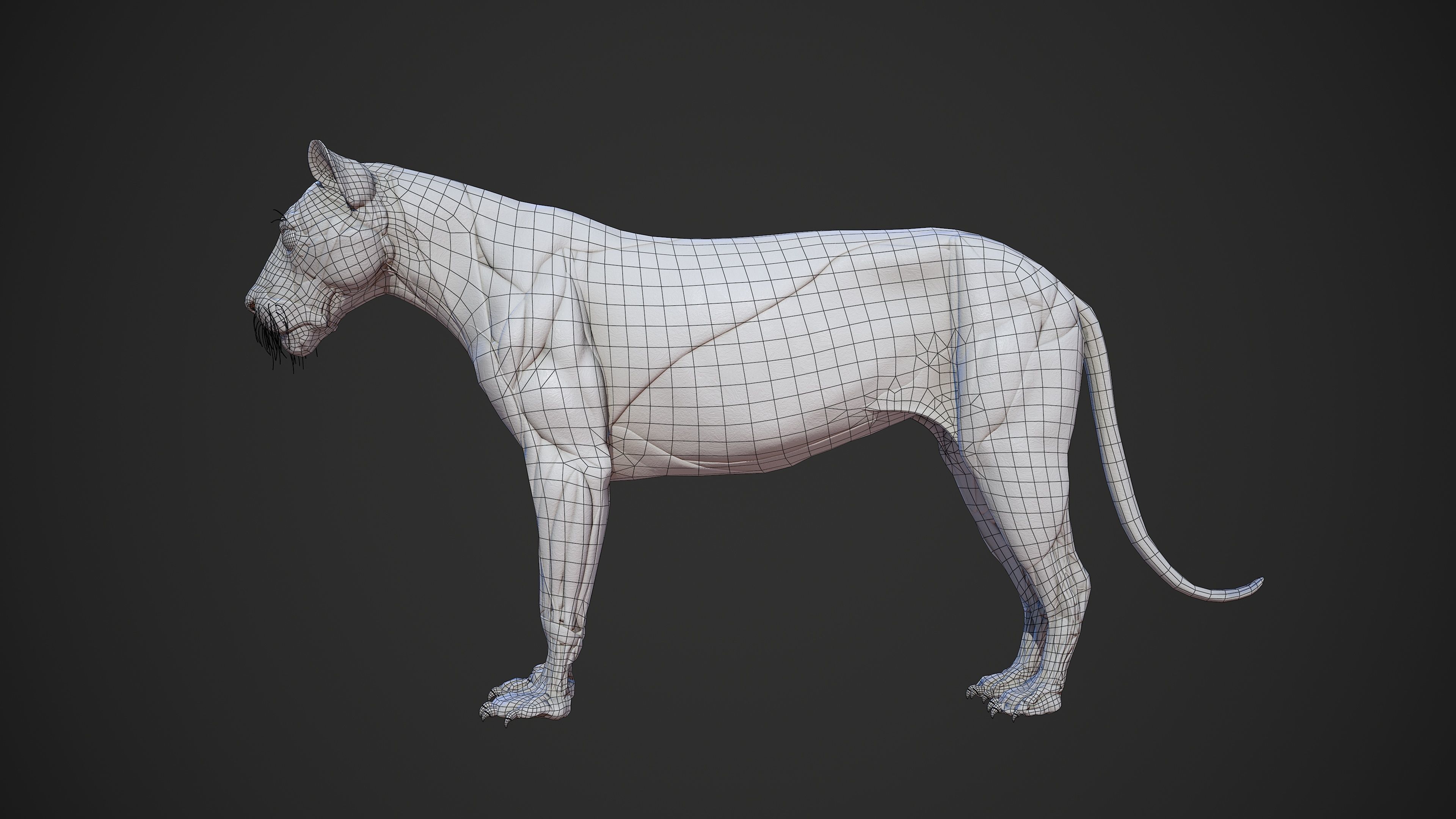 Animal - Lion Anatomy Skin Ecorche Body Base Low-poly 3D model_10