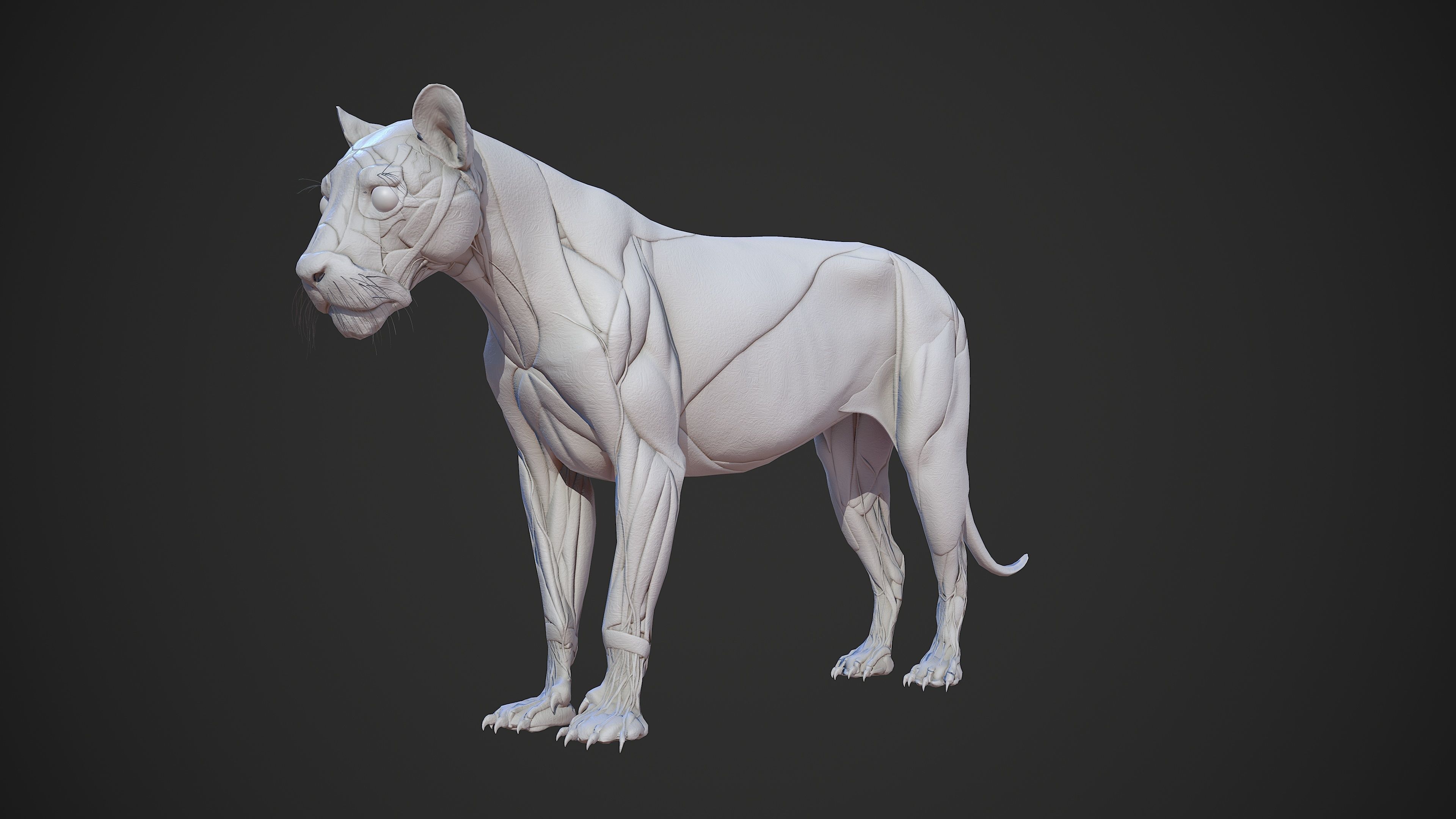 Animal - Lion Anatomy Skin Ecorche Body Base Low-poly 3D model_3