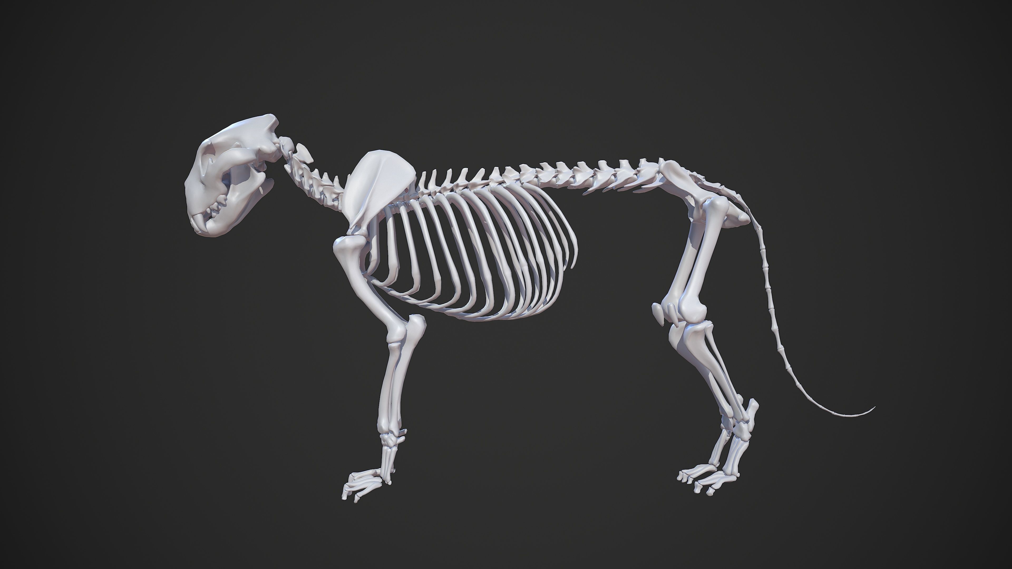 Animal - Lion Anatomy Skin Ecorche Body Base Low-poly 3D model_18