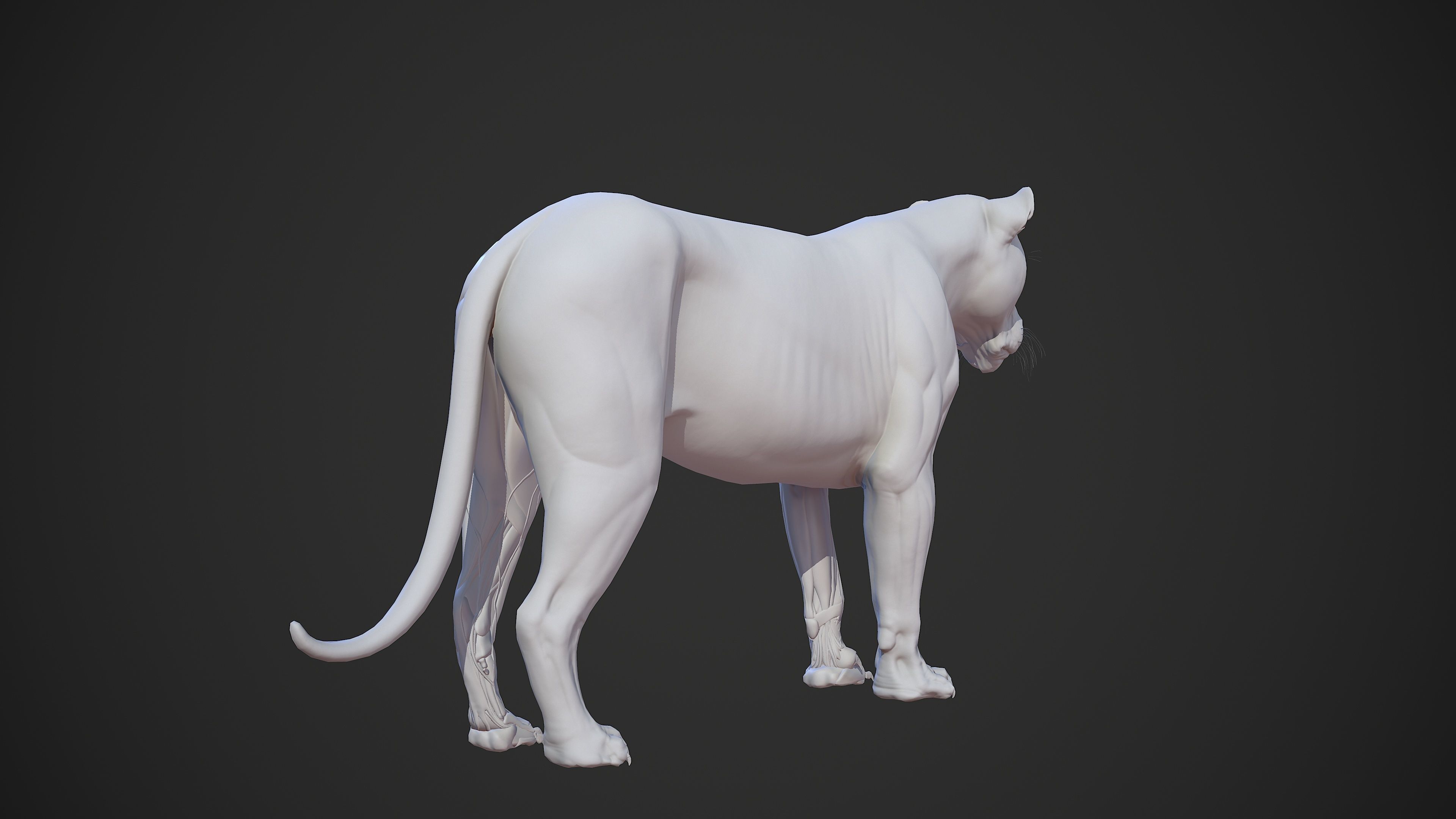 Animal - Lion Anatomy Skin Ecorche Body Base Low-poly 3D model_31