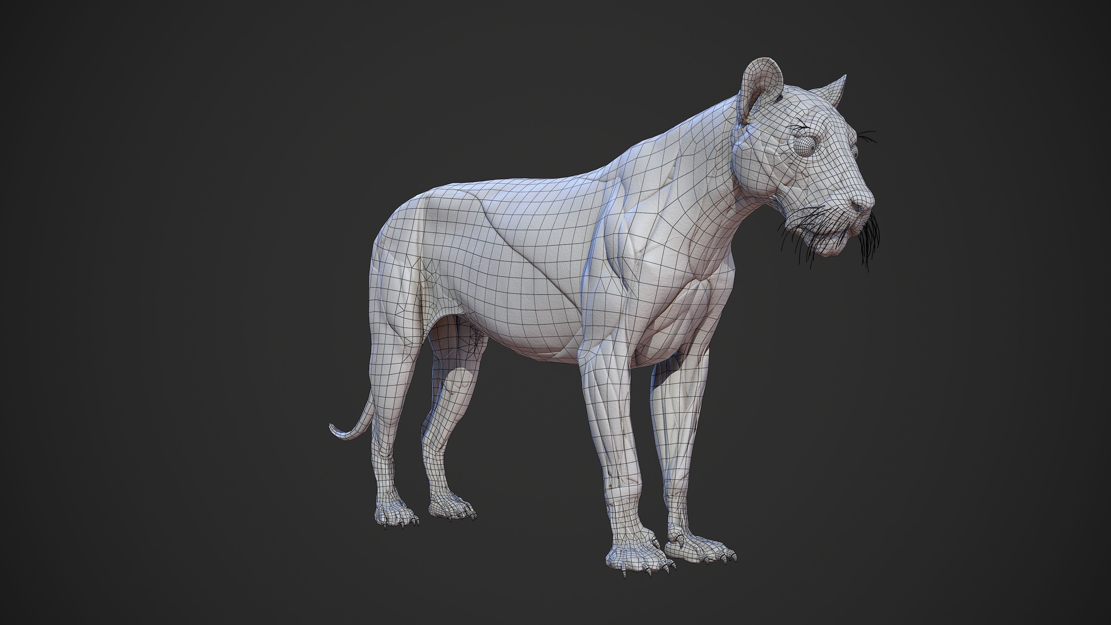 Animal - Lion Anatomy Skin Ecorche Body Base Low-poly 3D model_13