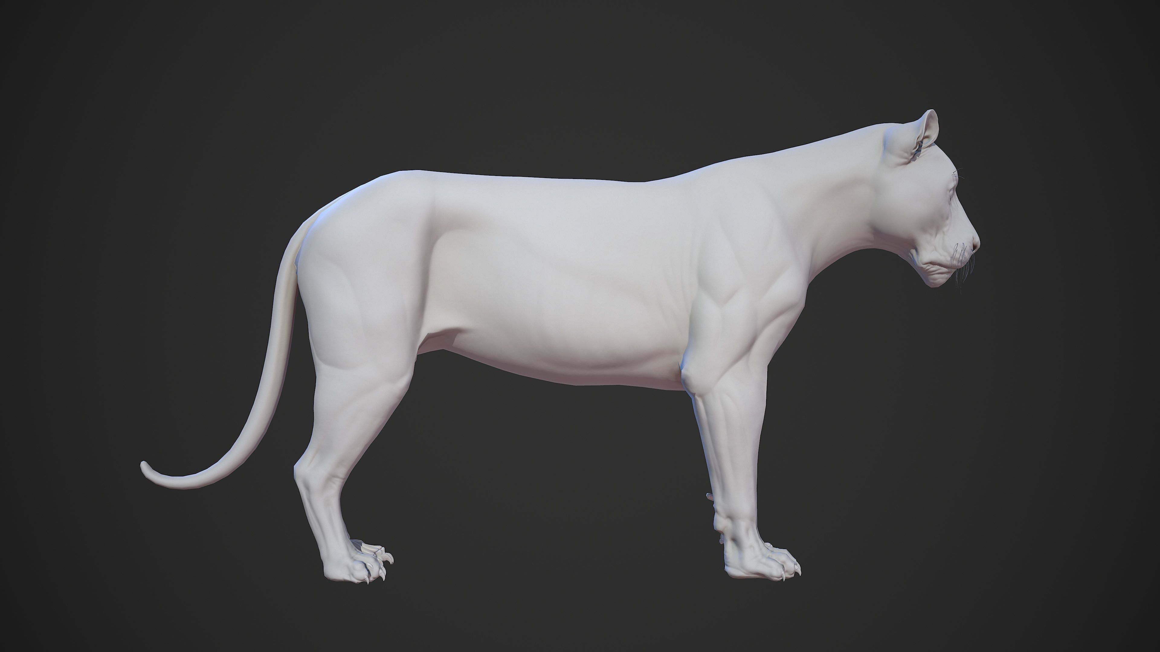 Animal - Lion Anatomy Skin Ecorche Body Base Low-poly 3D model_54