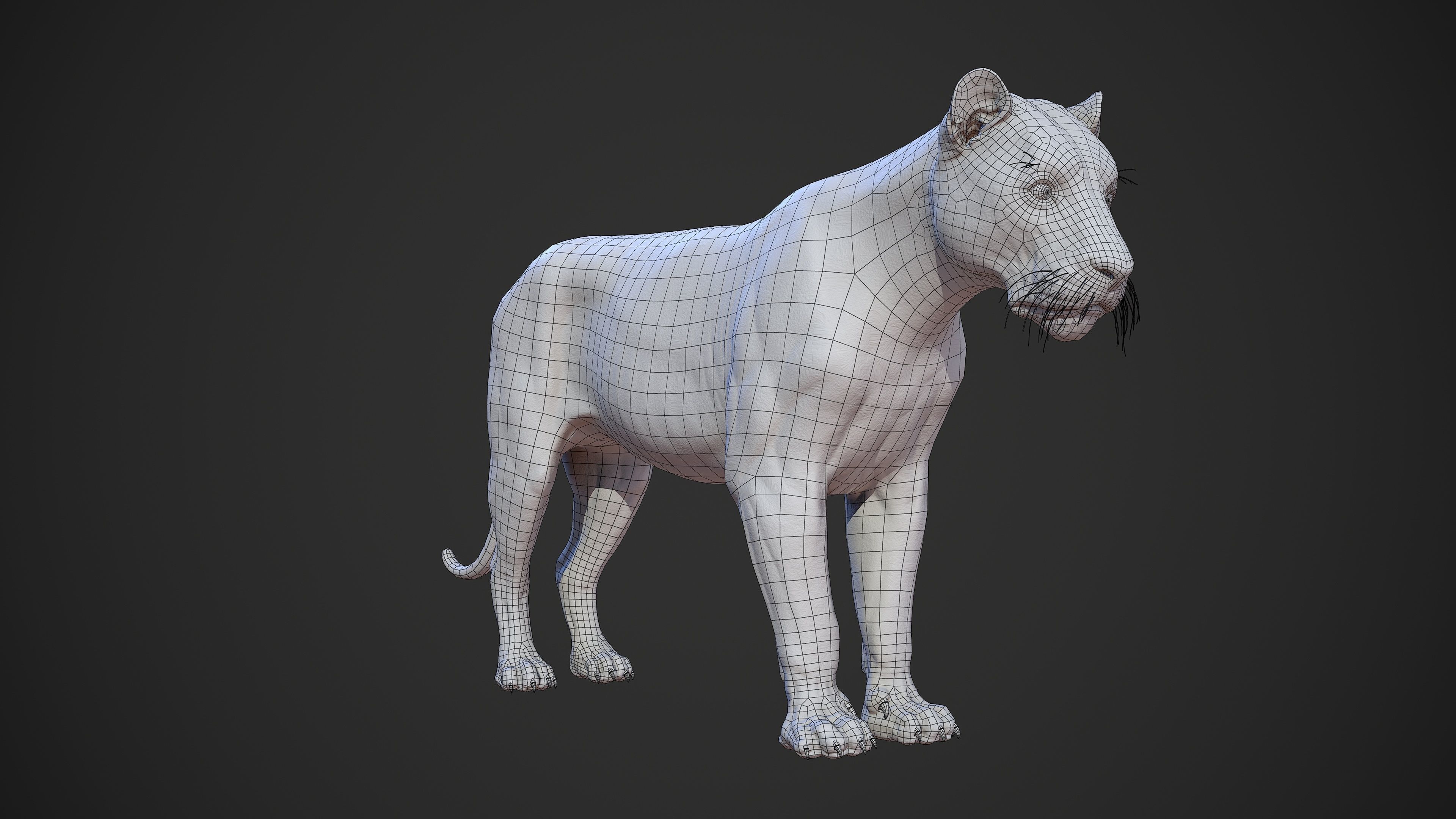 Animal - Lion Anatomy Skin Ecorche Body Base Low-poly 3D model_45
