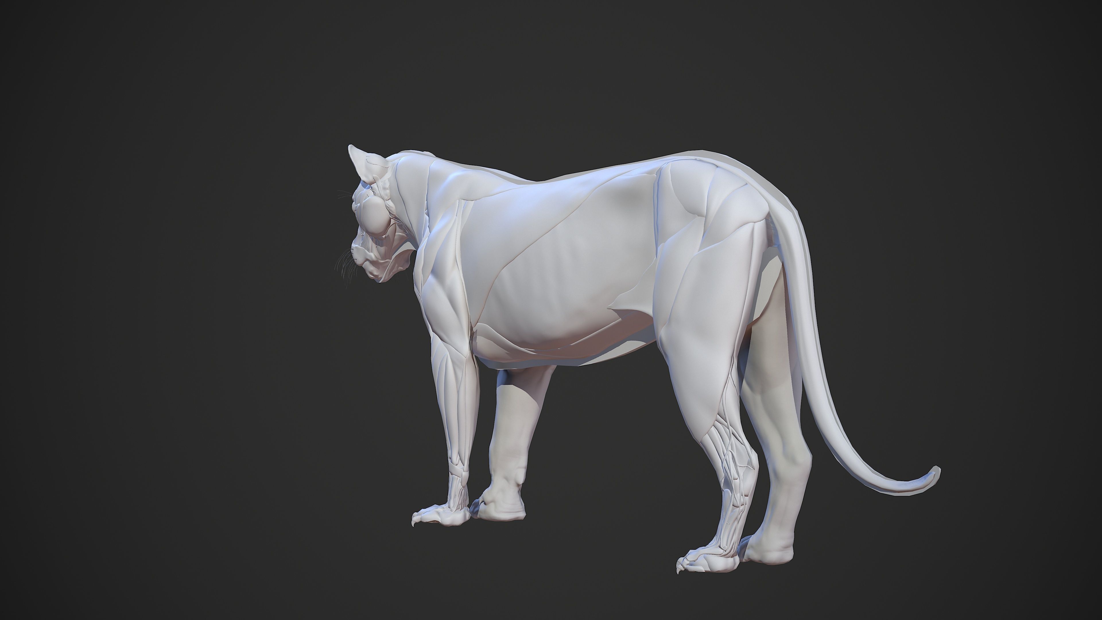 Animal - Lion Anatomy Skin Ecorche Body Base Low-poly 3D model_33