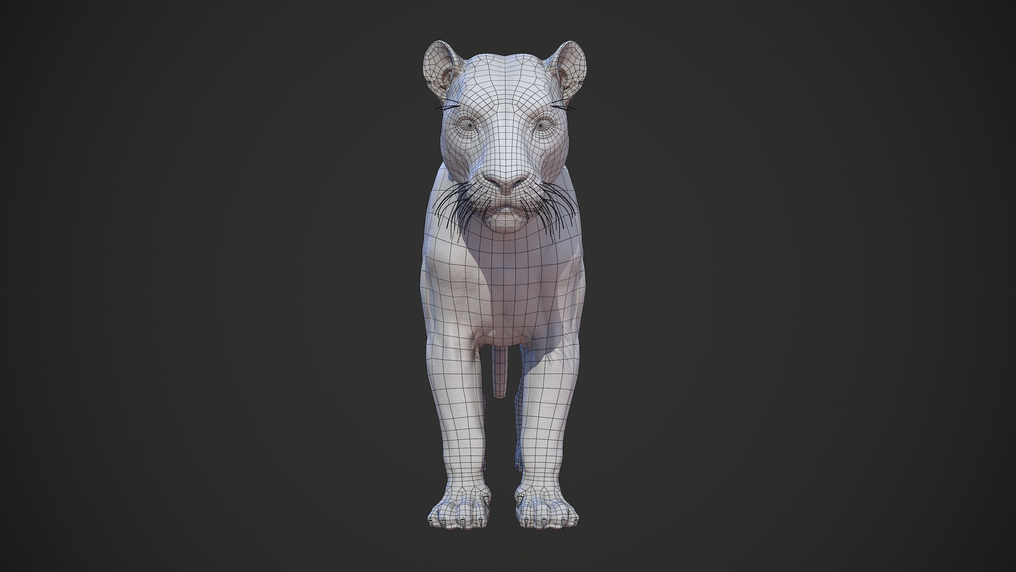 Animal - Lion Anatomy Skin Ecorche Body Base Low-poly 3D model_44