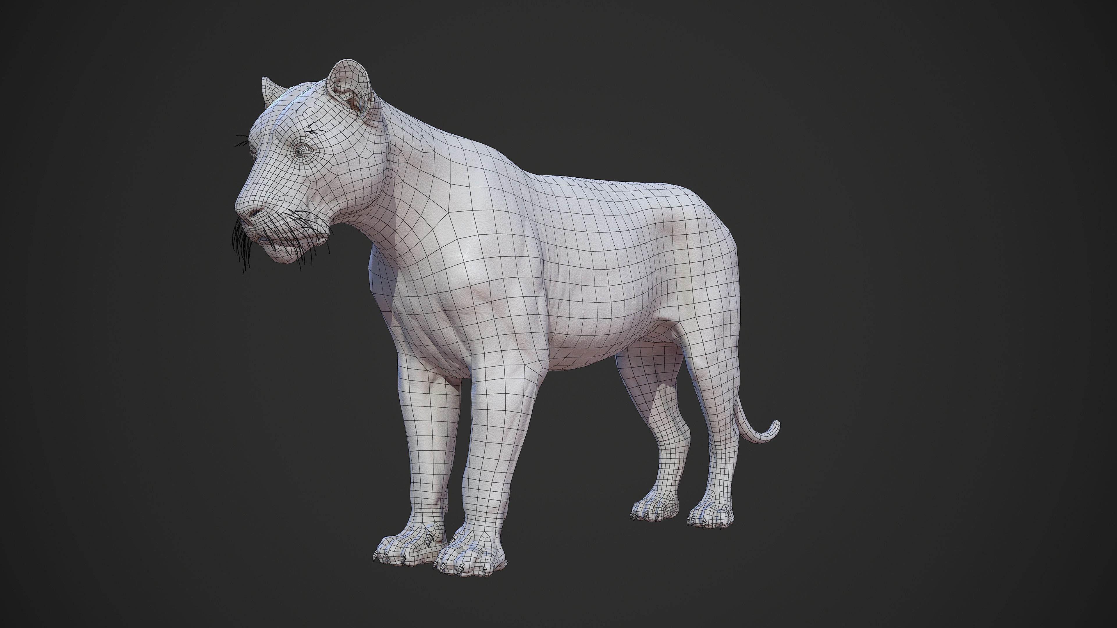 Animal - Lion Anatomy Skin Ecorche Body Base Low-poly 3D model_43