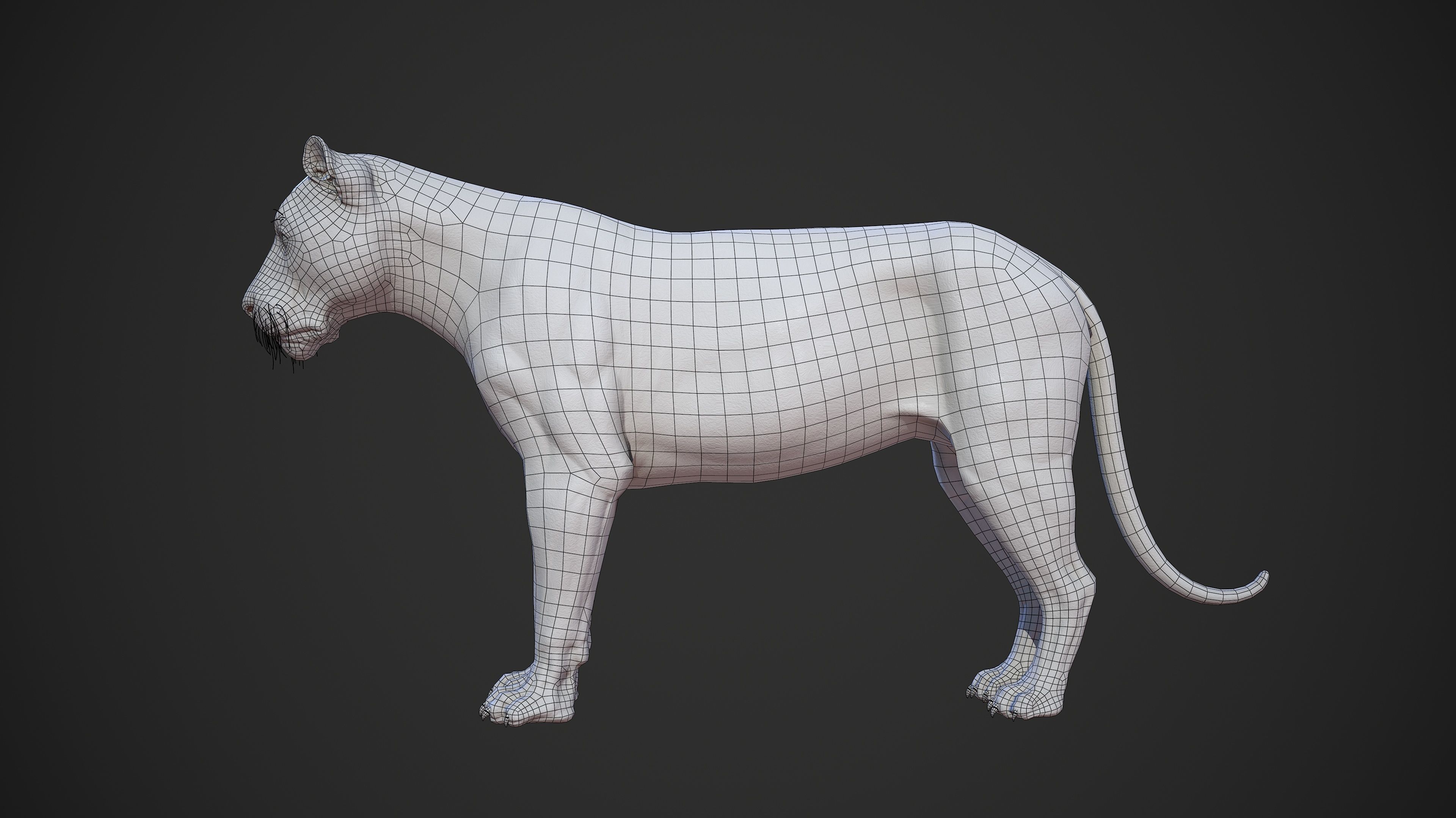 Animal - Lion Anatomy Skin Ecorche Body Base Low-poly 3D model_42
