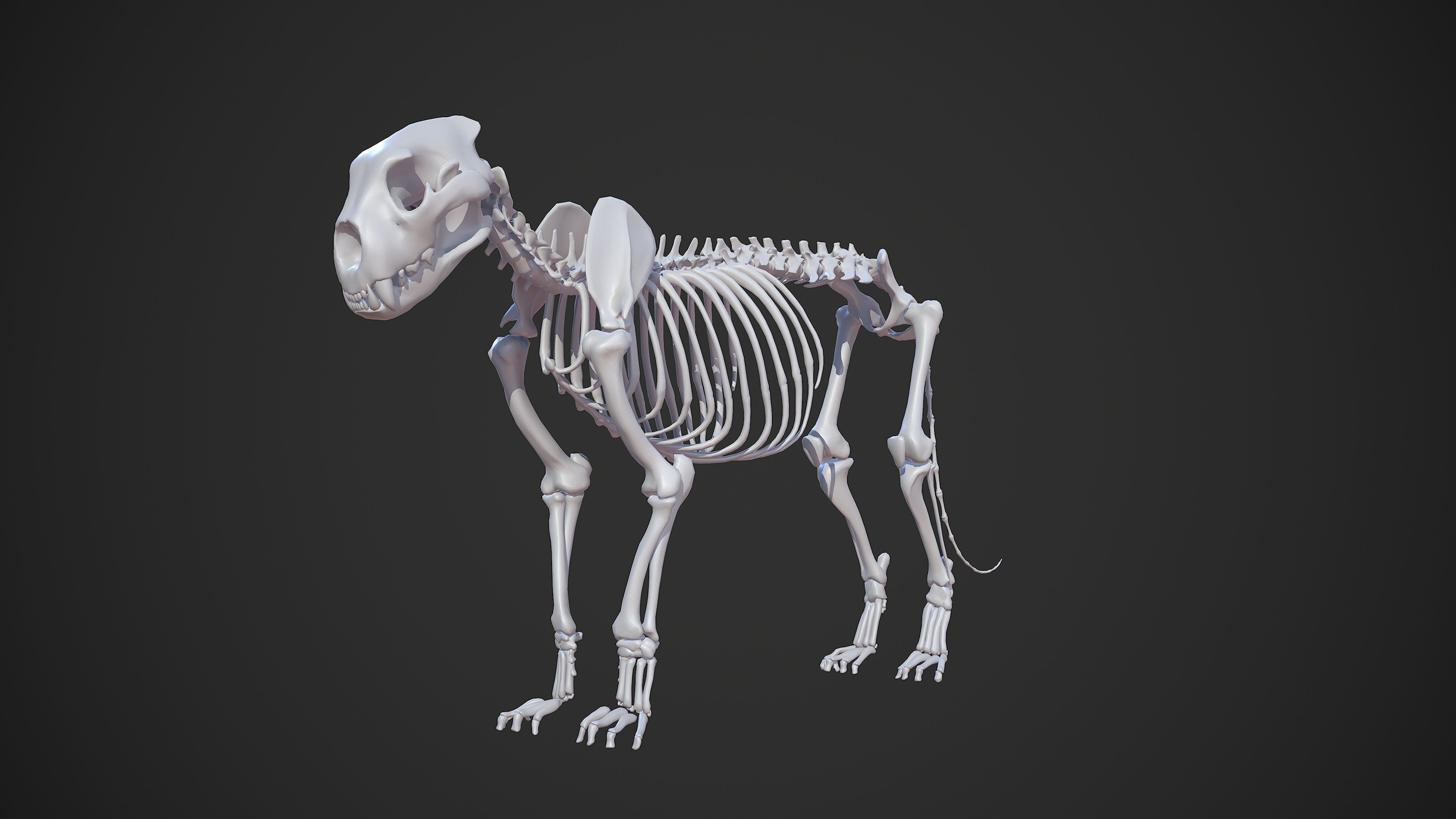Animal - Lion Anatomy Skin Ecorche Body Base Low-poly 3D model_19