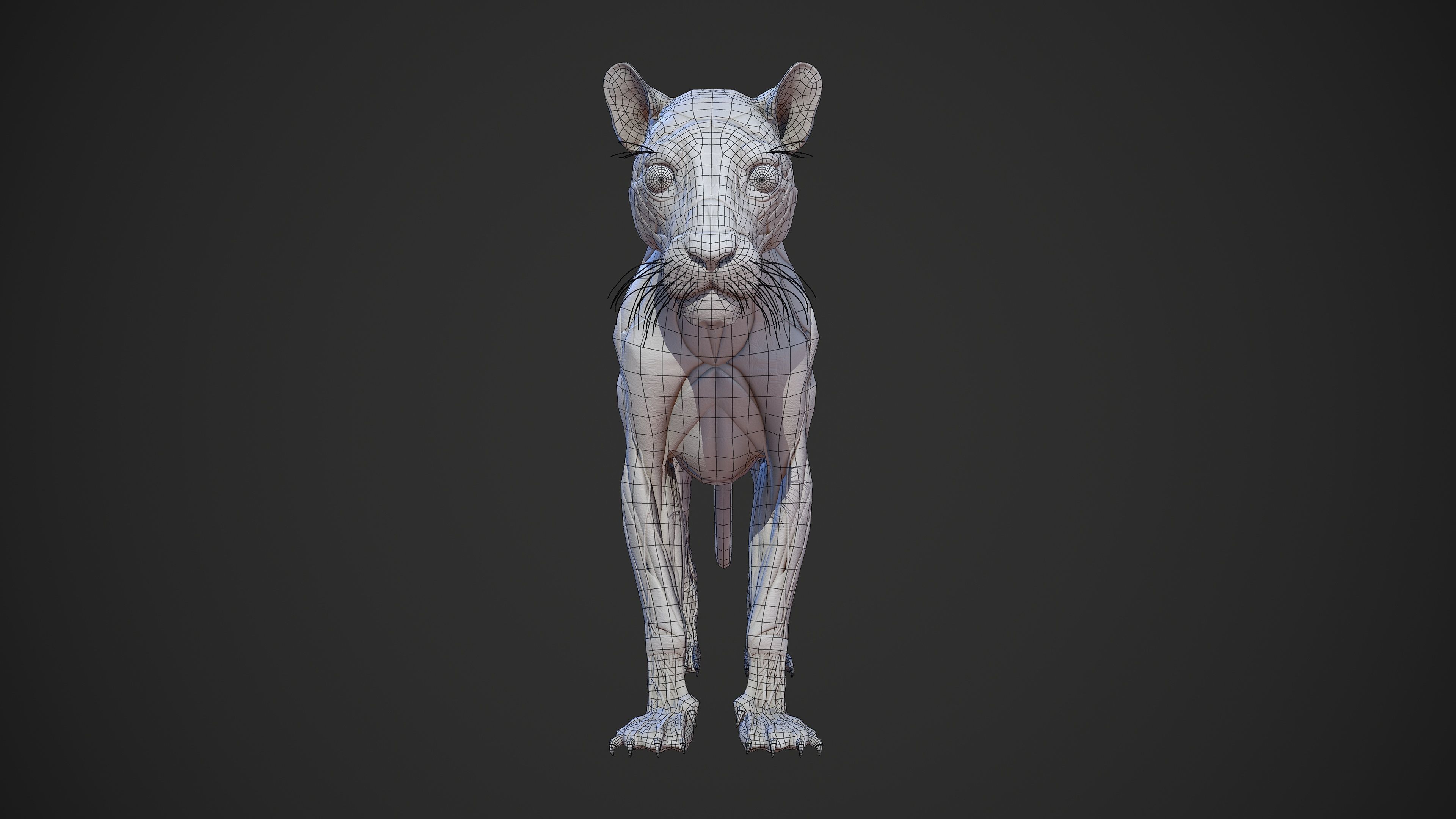 Animal - Lion Anatomy Skin Ecorche Body Base Low-poly 3D model_12