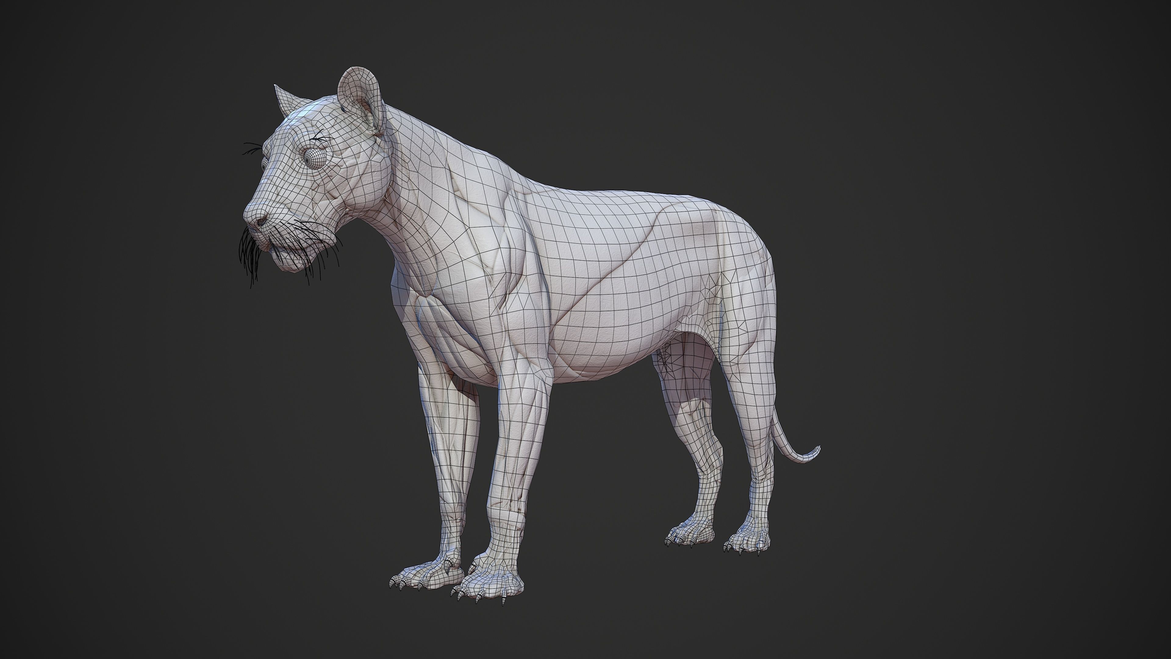 Animal - Lion Anatomy Skin Ecorche Body Base Low-poly 3D model_11