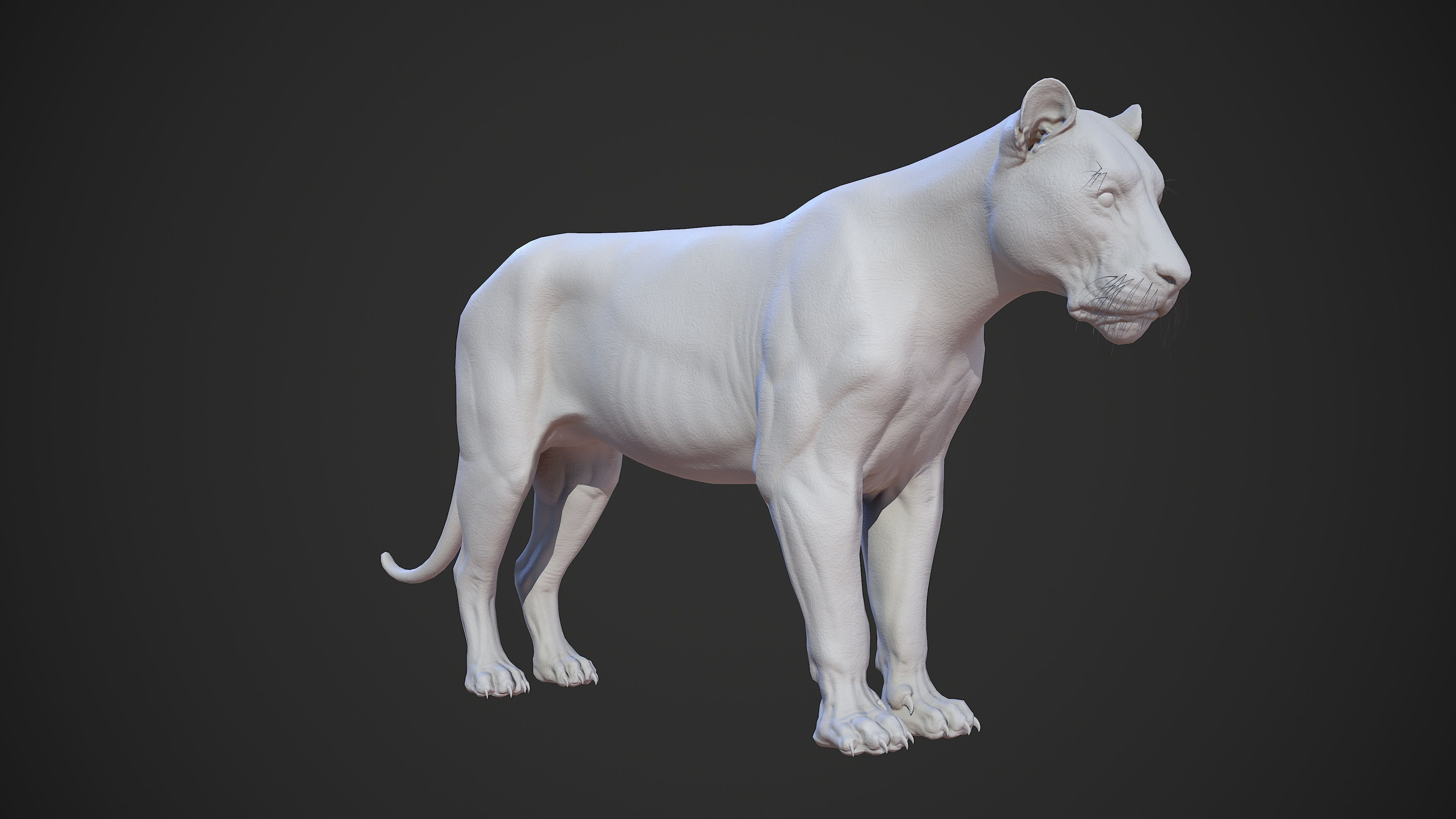 Animal - Lion Anatomy Skin Ecorche Body Base Low-poly 3D model_37