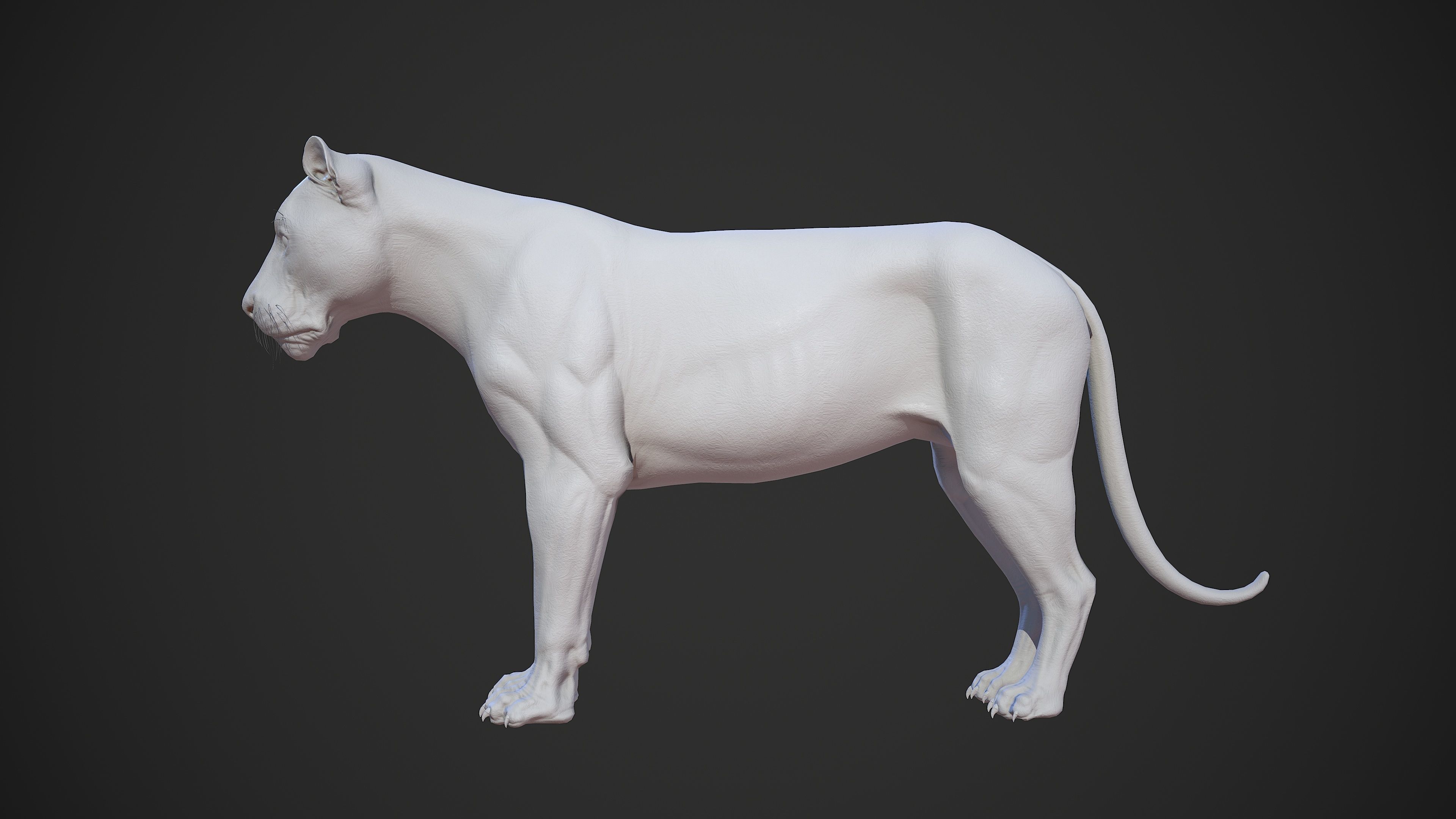 Animal - Lion Anatomy Skin Ecorche Body Base Low-poly 3D model_34
