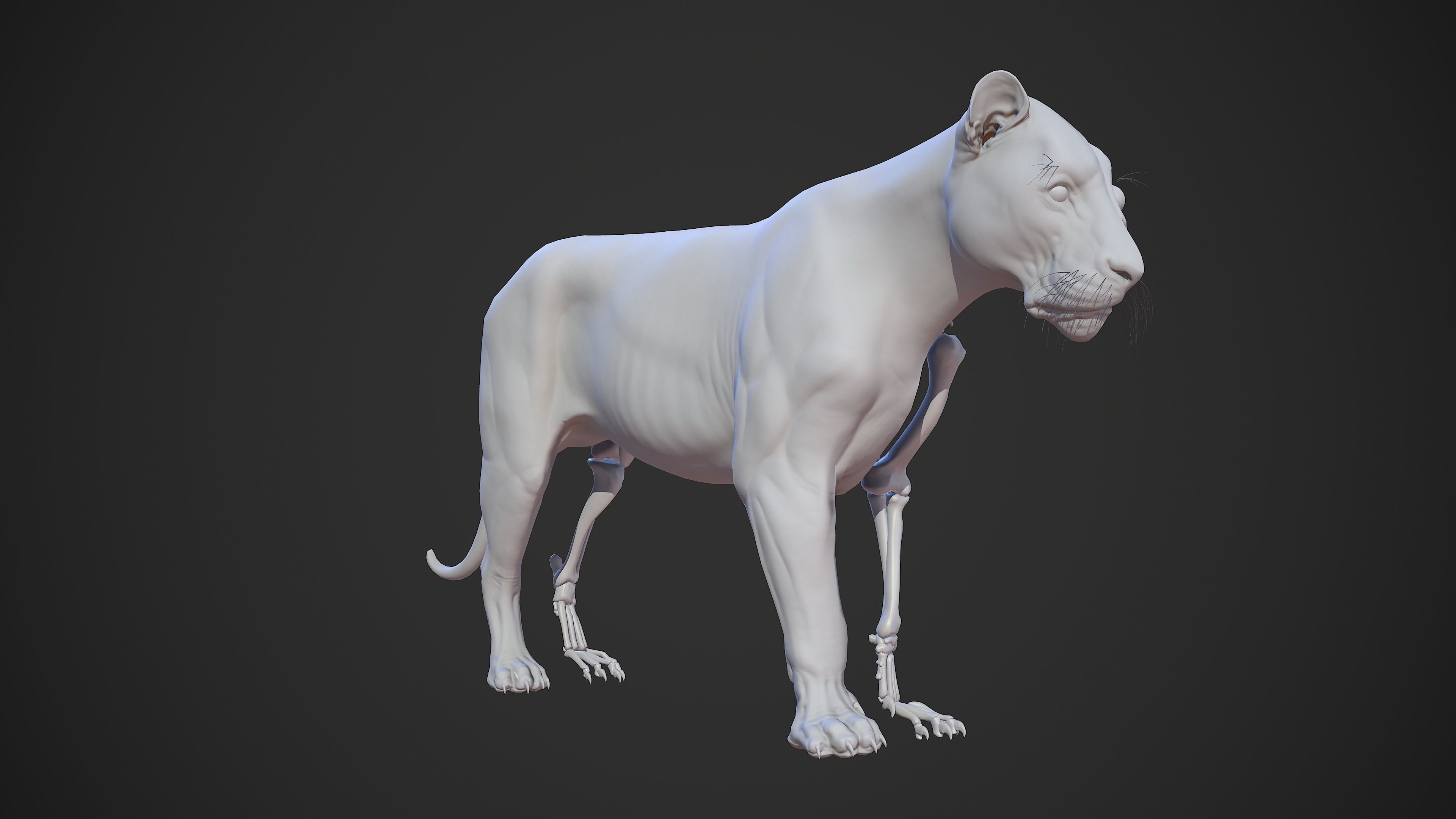 Animal - Lion Anatomy Skin Ecorche Body Base Low-poly 3D model_53