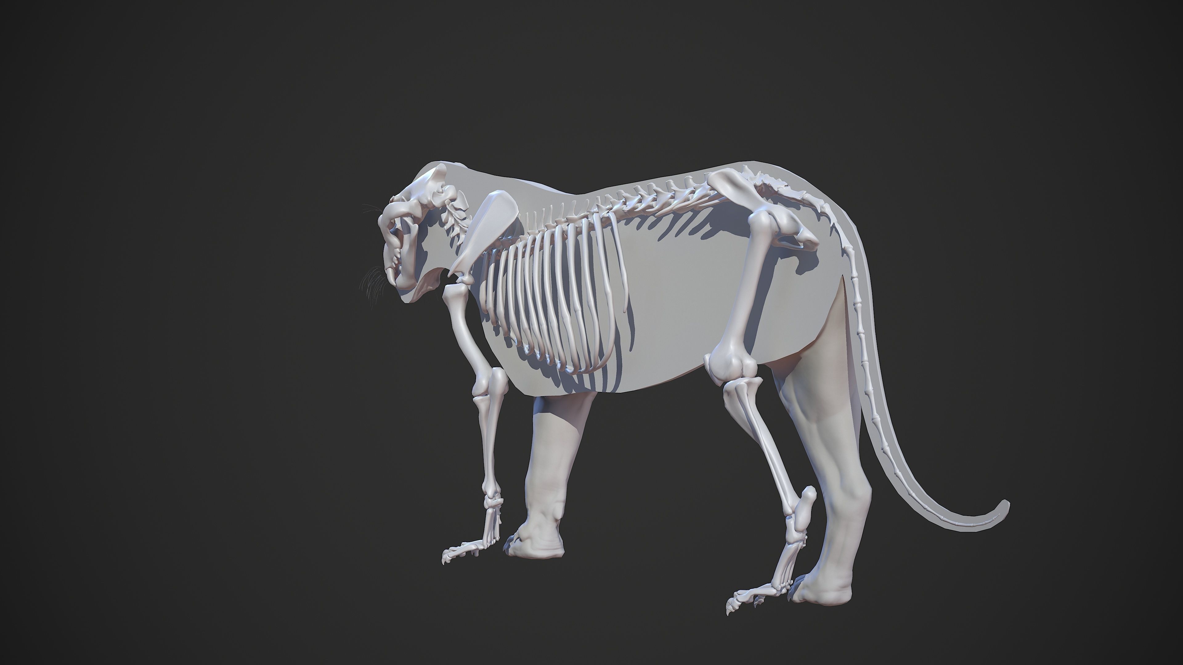 Animal - Lion Anatomy Skin Ecorche Body Base Low-poly 3D model_57