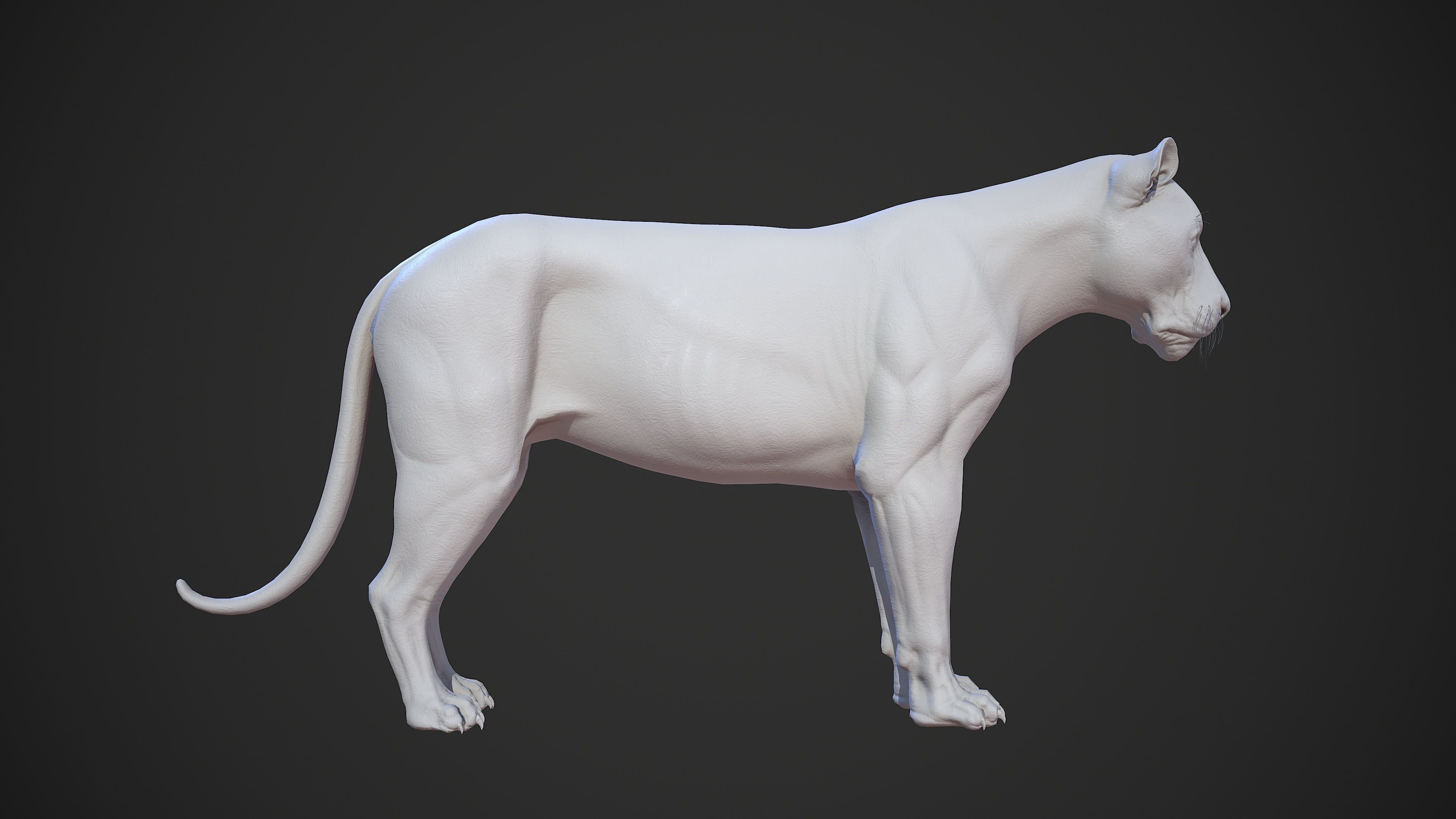 Animal - Lion Anatomy Skin Ecorche Body Base Low-poly 3D model_38