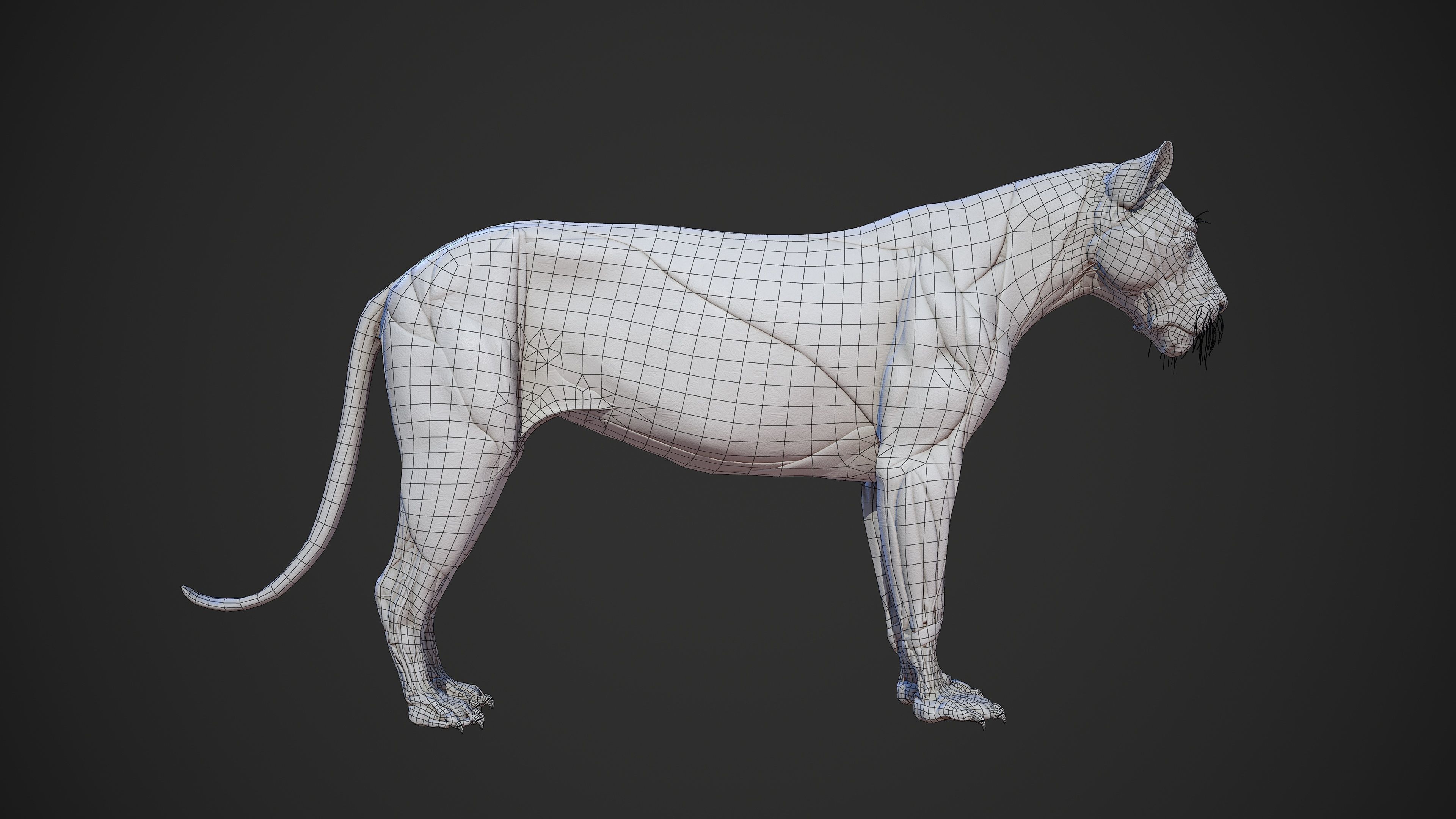 Animal - Lion Anatomy Skin Ecorche Body Base Low-poly 3D model_14