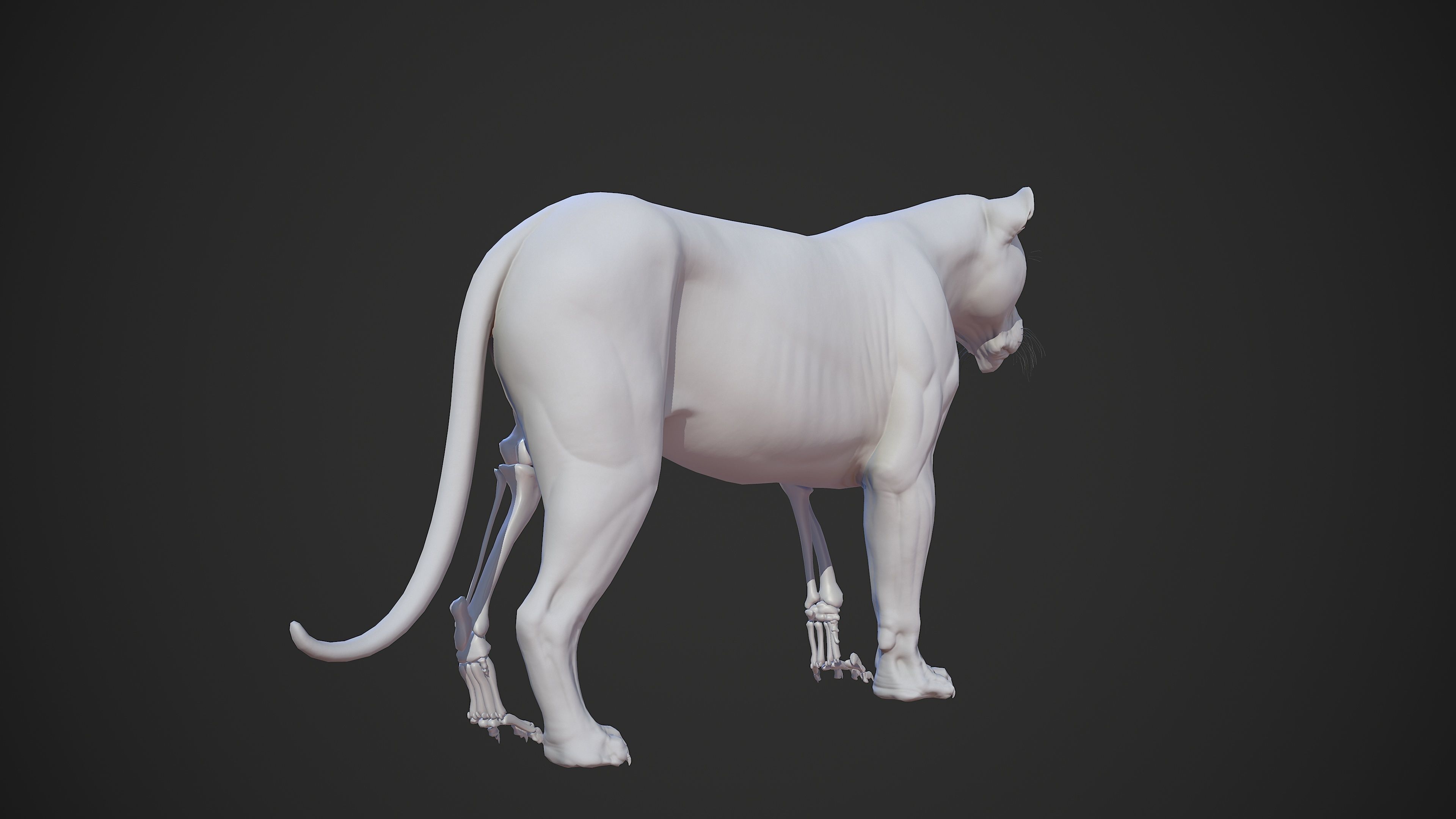 Animal - Lion Anatomy Skin Ecorche Body Base Low-poly 3D model_55