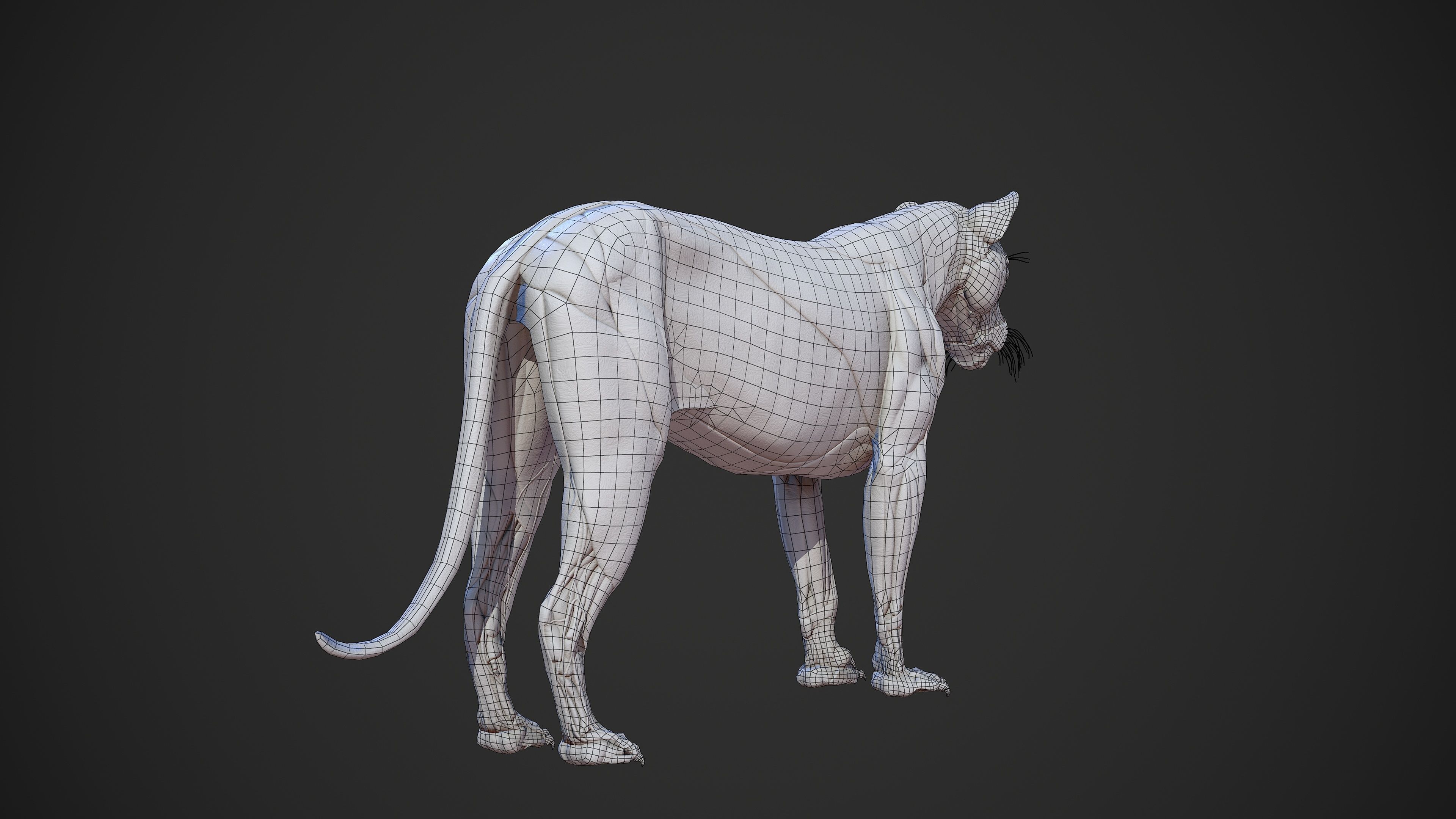 Animal - Lion Anatomy Skin Ecorche Body Base Low-poly 3D model_15