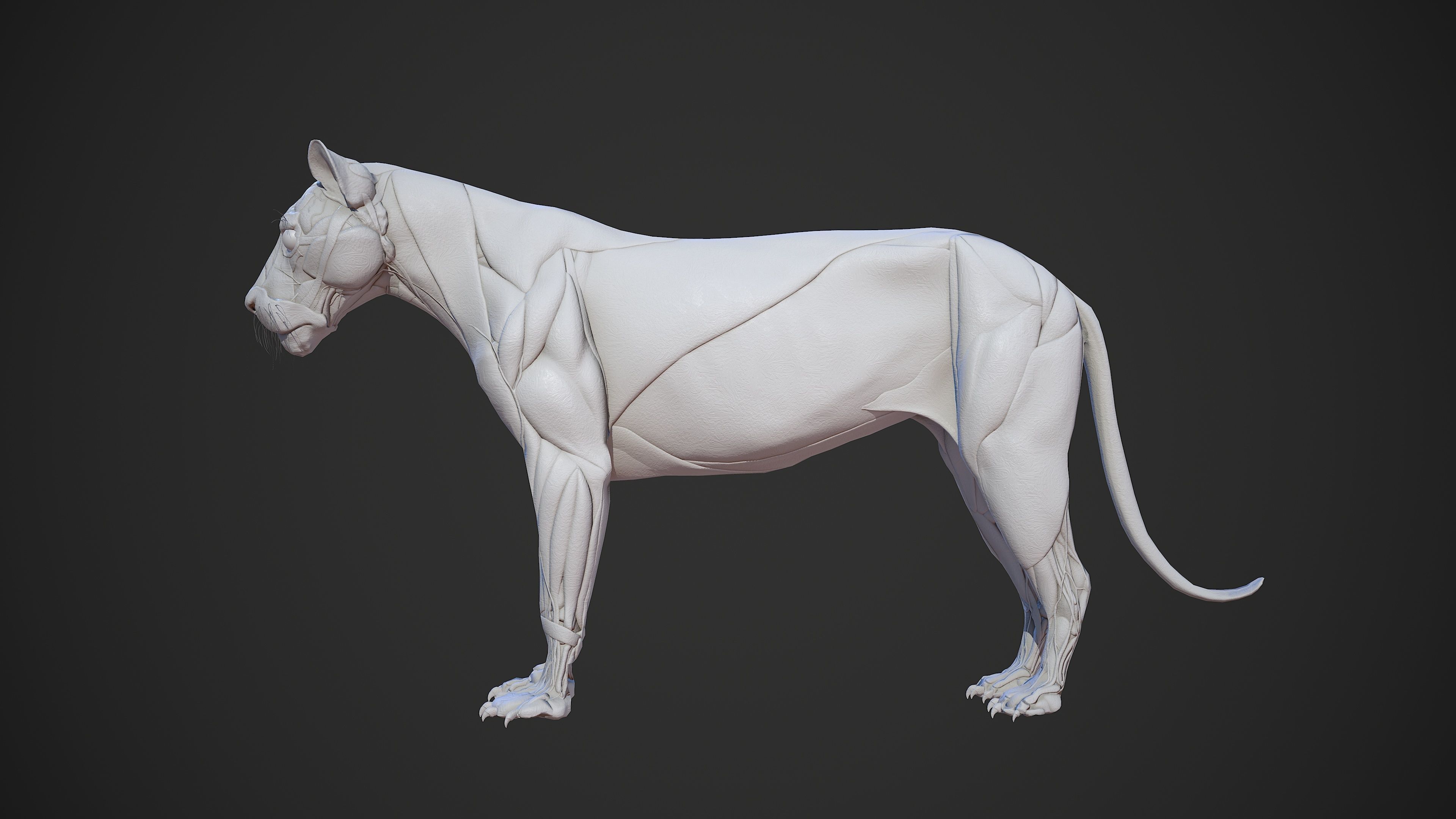 Animal - Lion Anatomy Skin Ecorche Body Base Low-poly 3D model_2