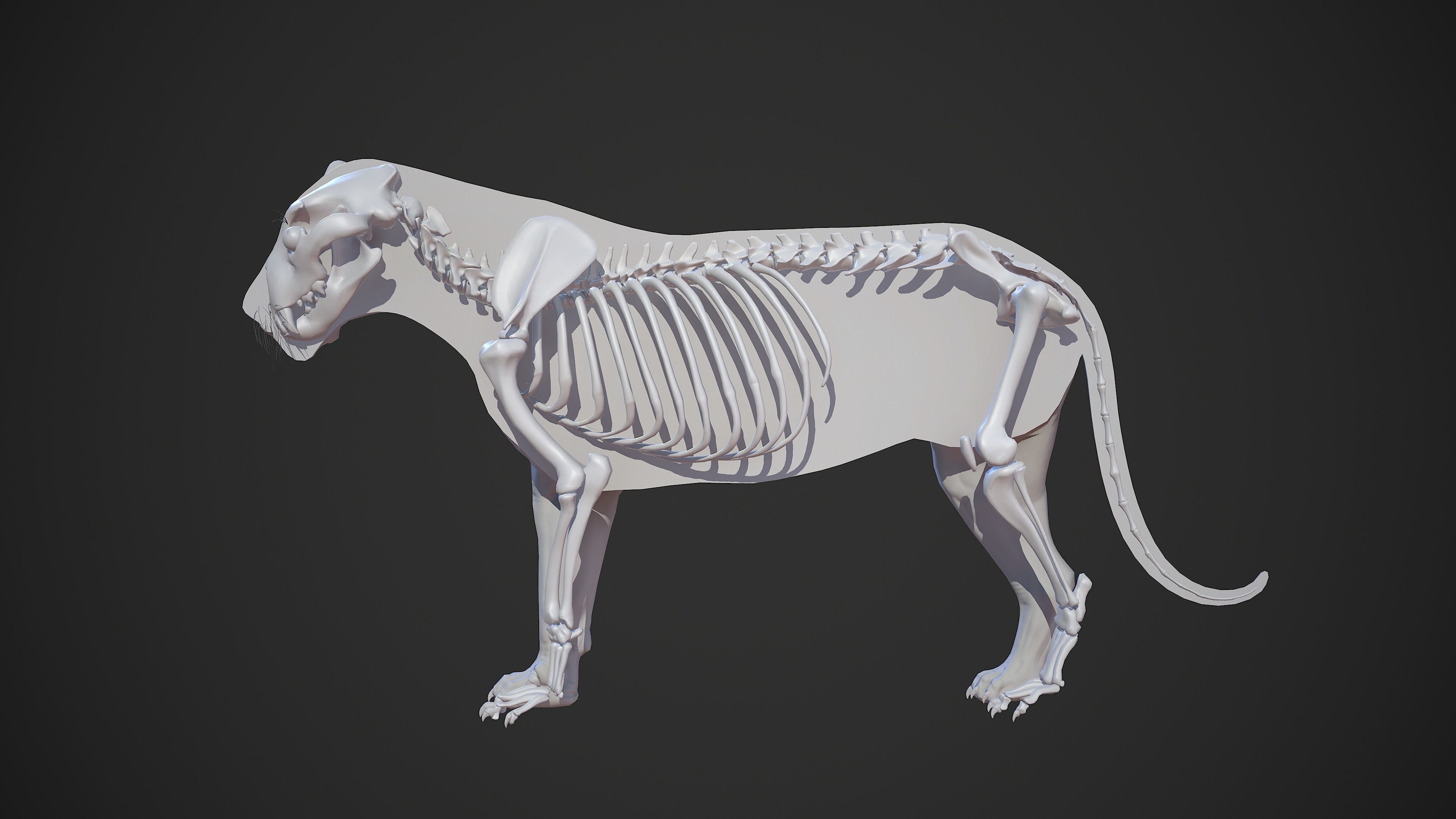 Animal - Lion Anatomy Skin Ecorche Body Base Low-poly 3D model_50