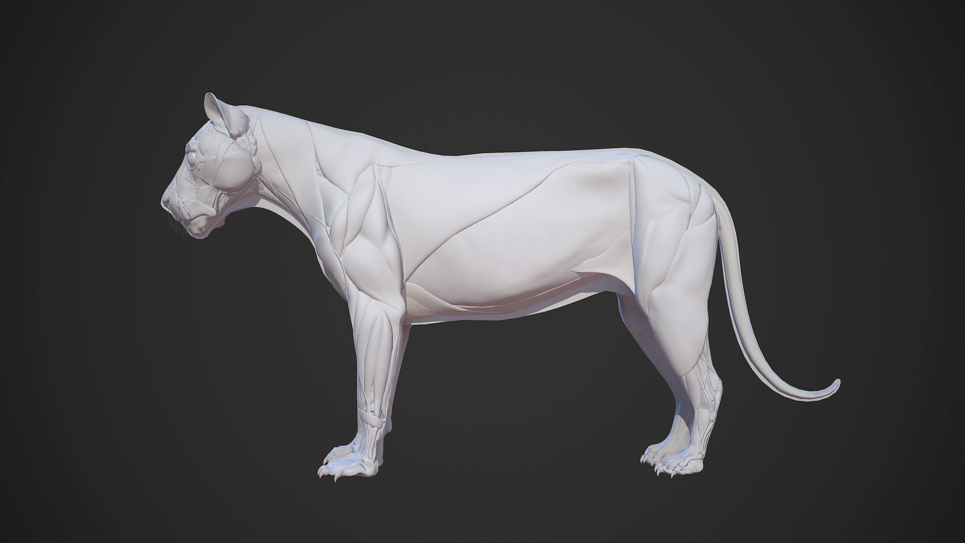 Animal - Lion Anatomy Skin Ecorche Body Base Low-poly 3D model_26