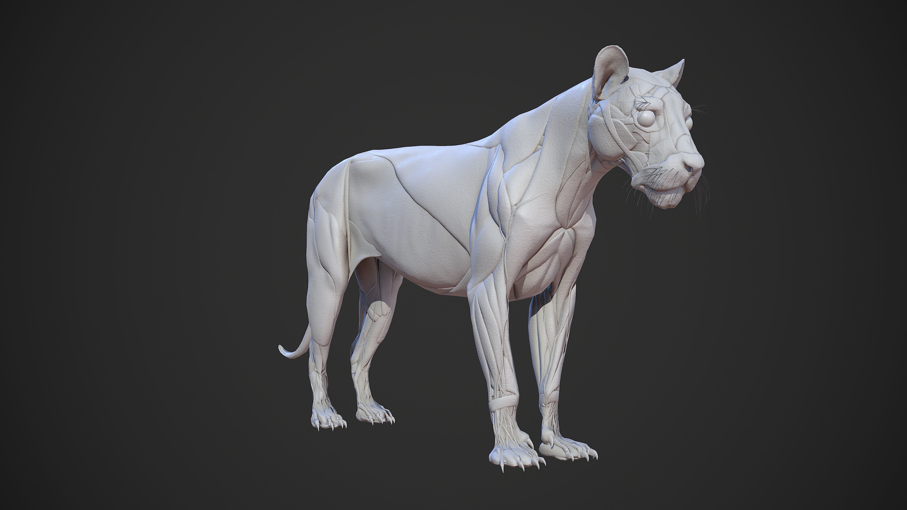 Animal - Lion Anatomy Skin Ecorche Body Base Low-poly 3D model_5