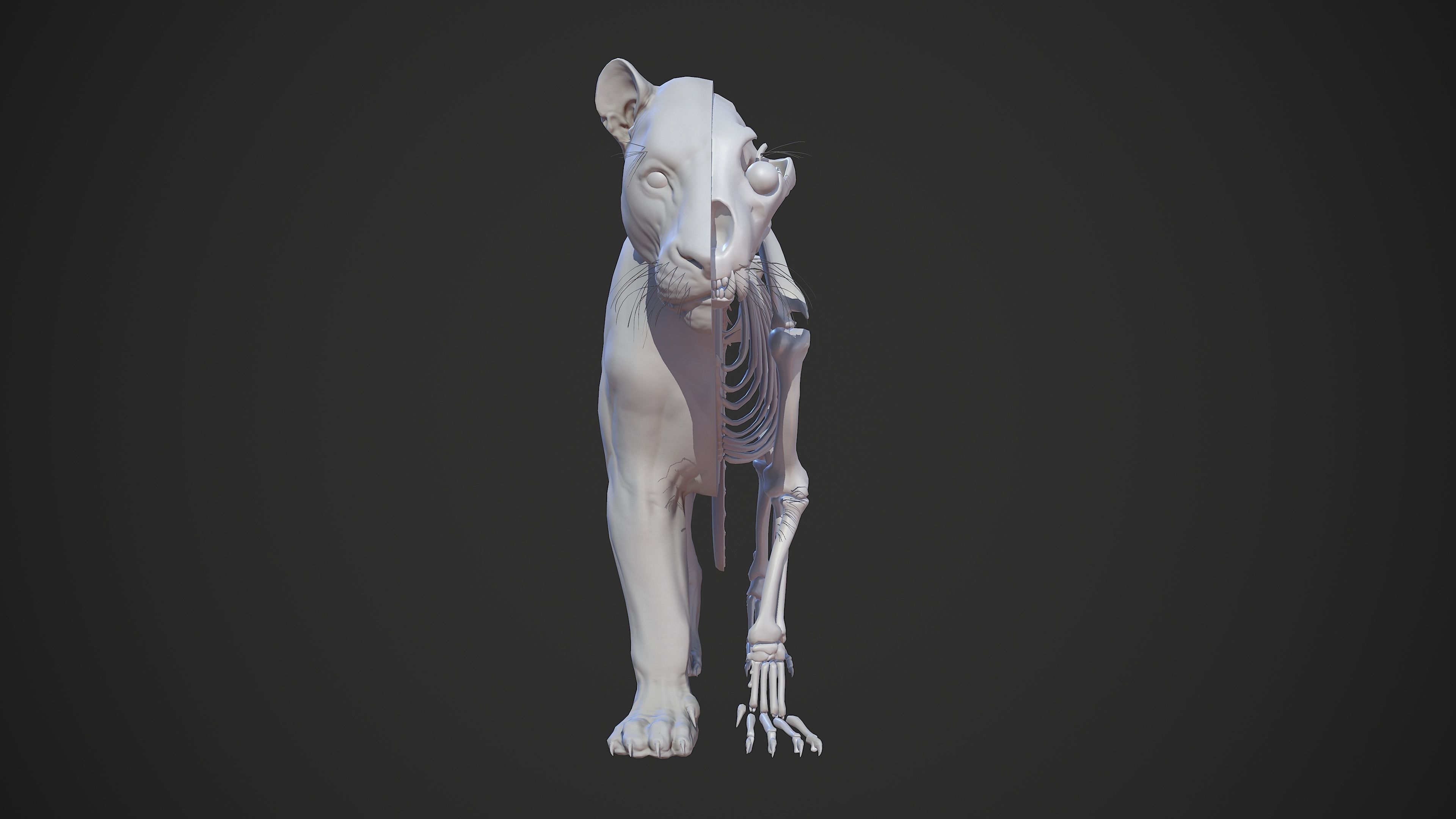 Animal - Lion Anatomy Skin Ecorche Body Base Low-poly 3D model_52