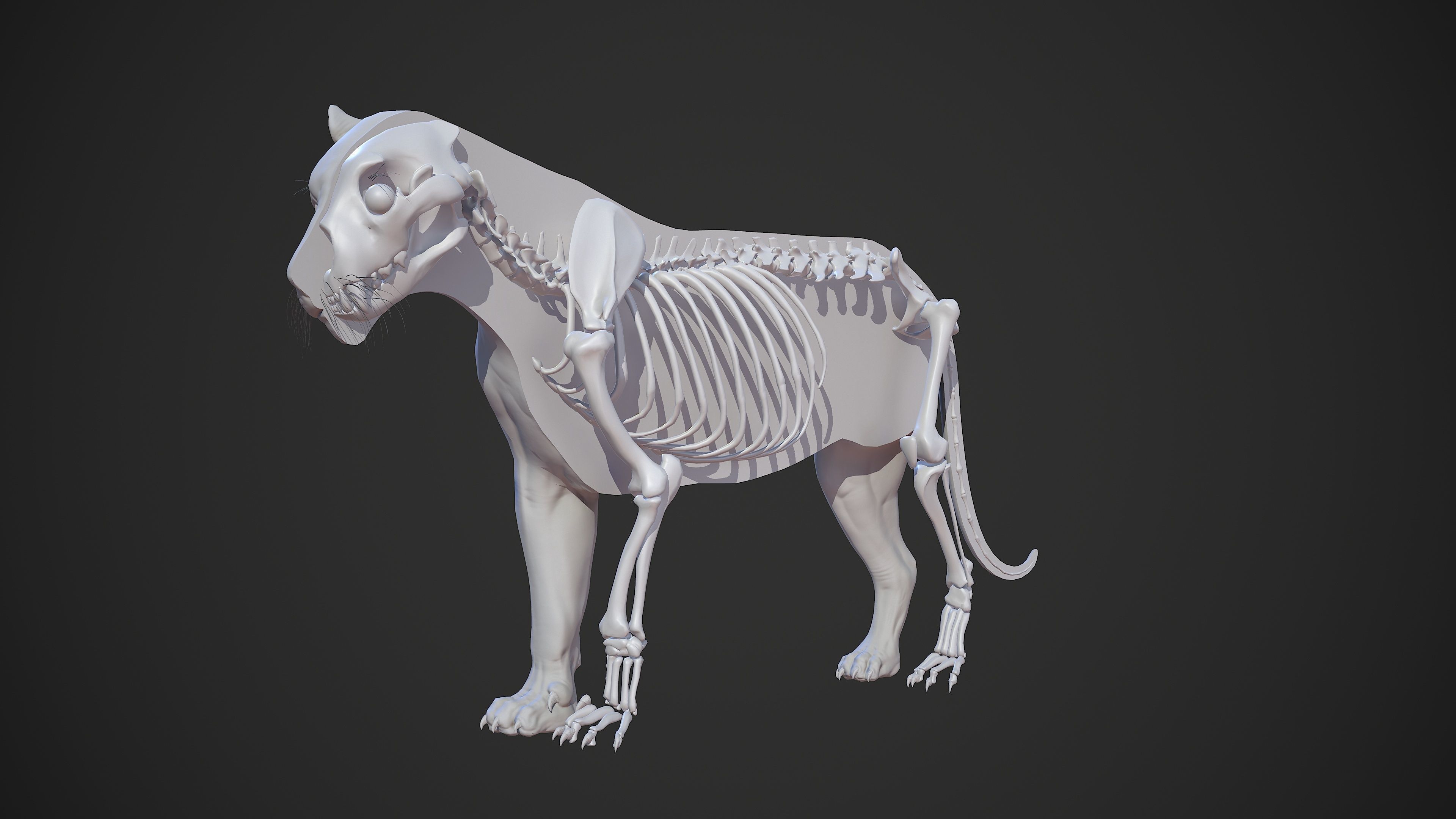 Animal - Lion Anatomy Skin Ecorche Body Base Low-poly 3D model_51