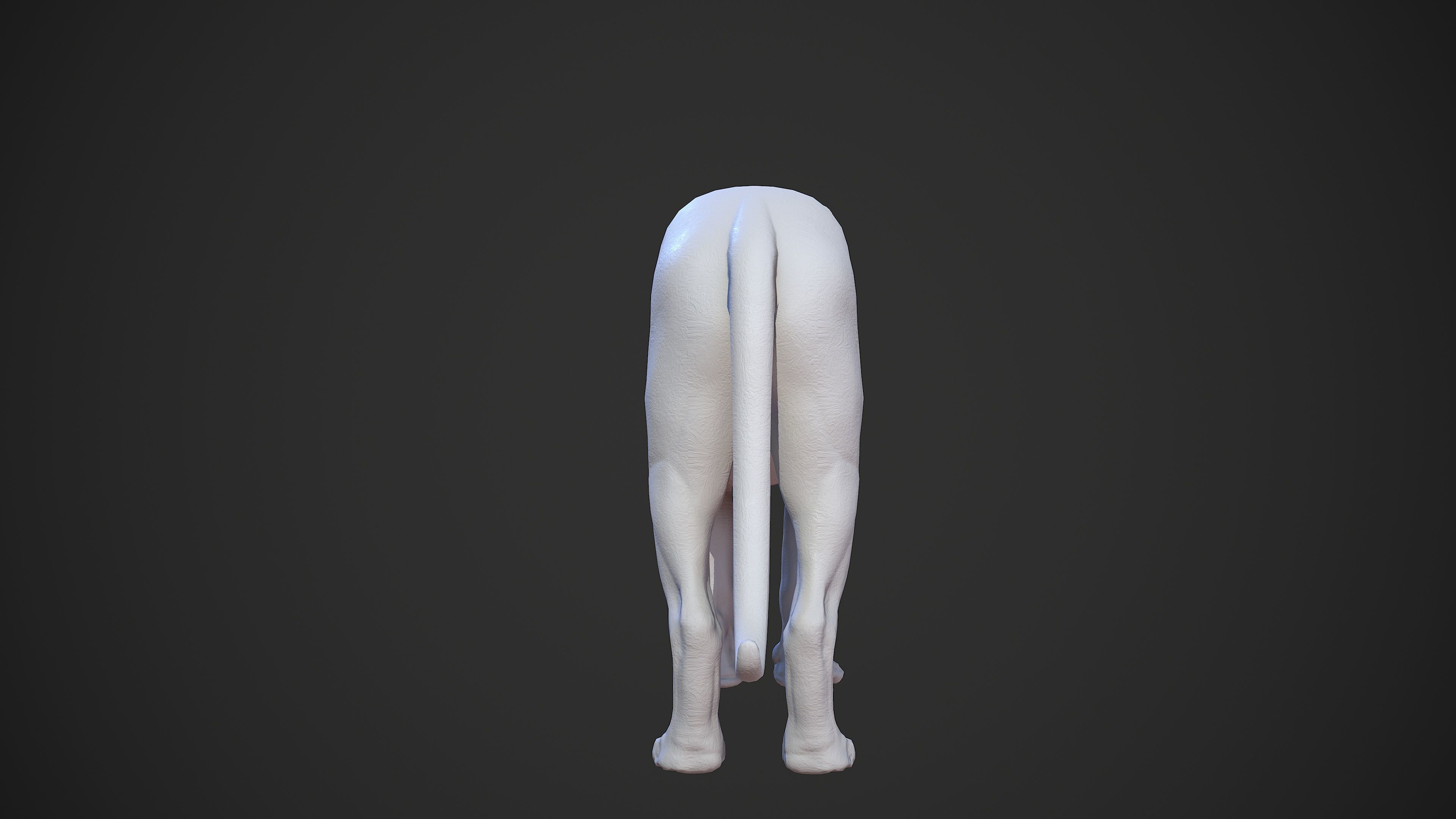 Animal - Lion Anatomy Skin Ecorche Body Base Low-poly 3D model_40