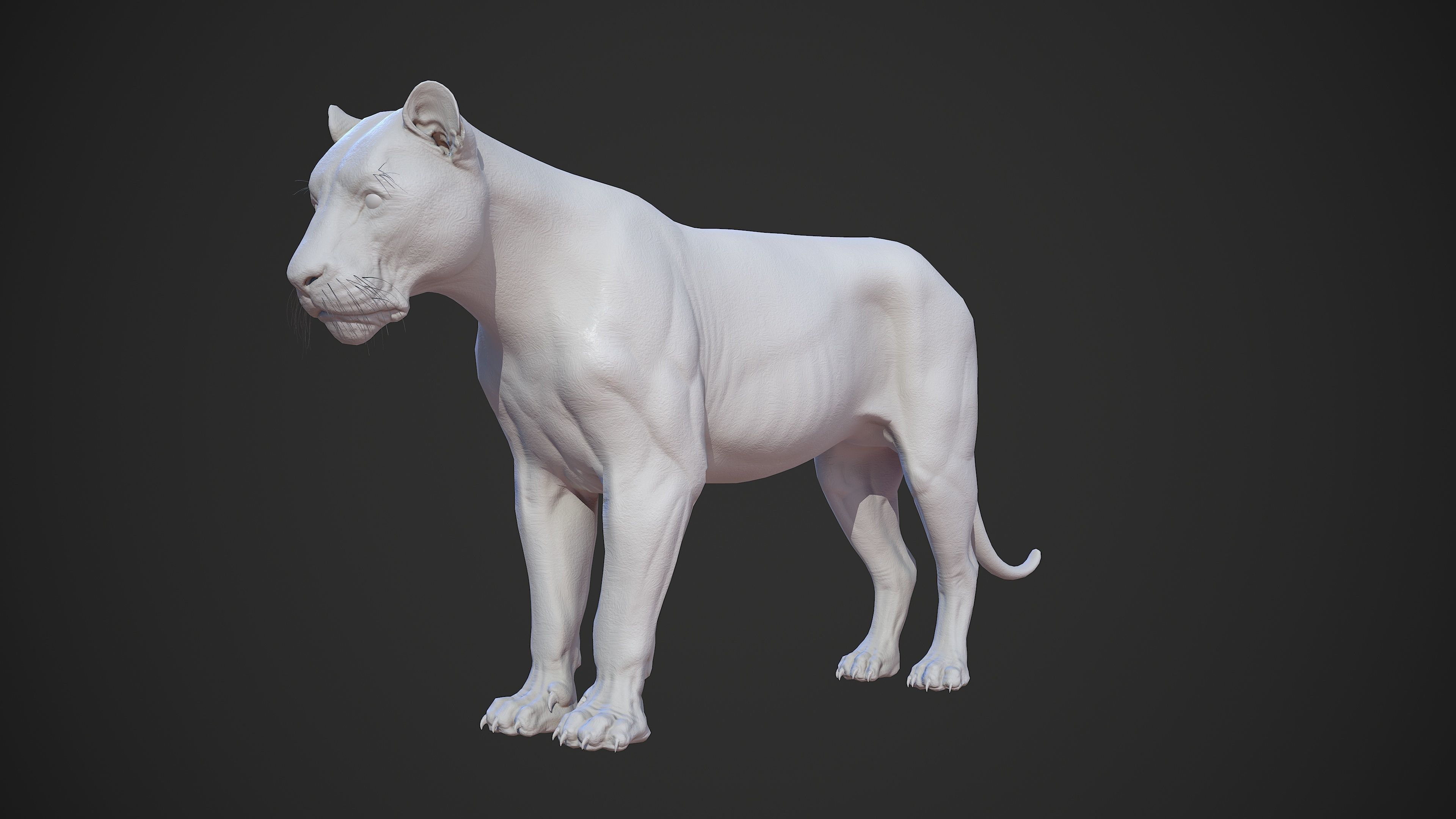 Animal - Lion Anatomy Skin Ecorche Body Base Low-poly 3D model_35