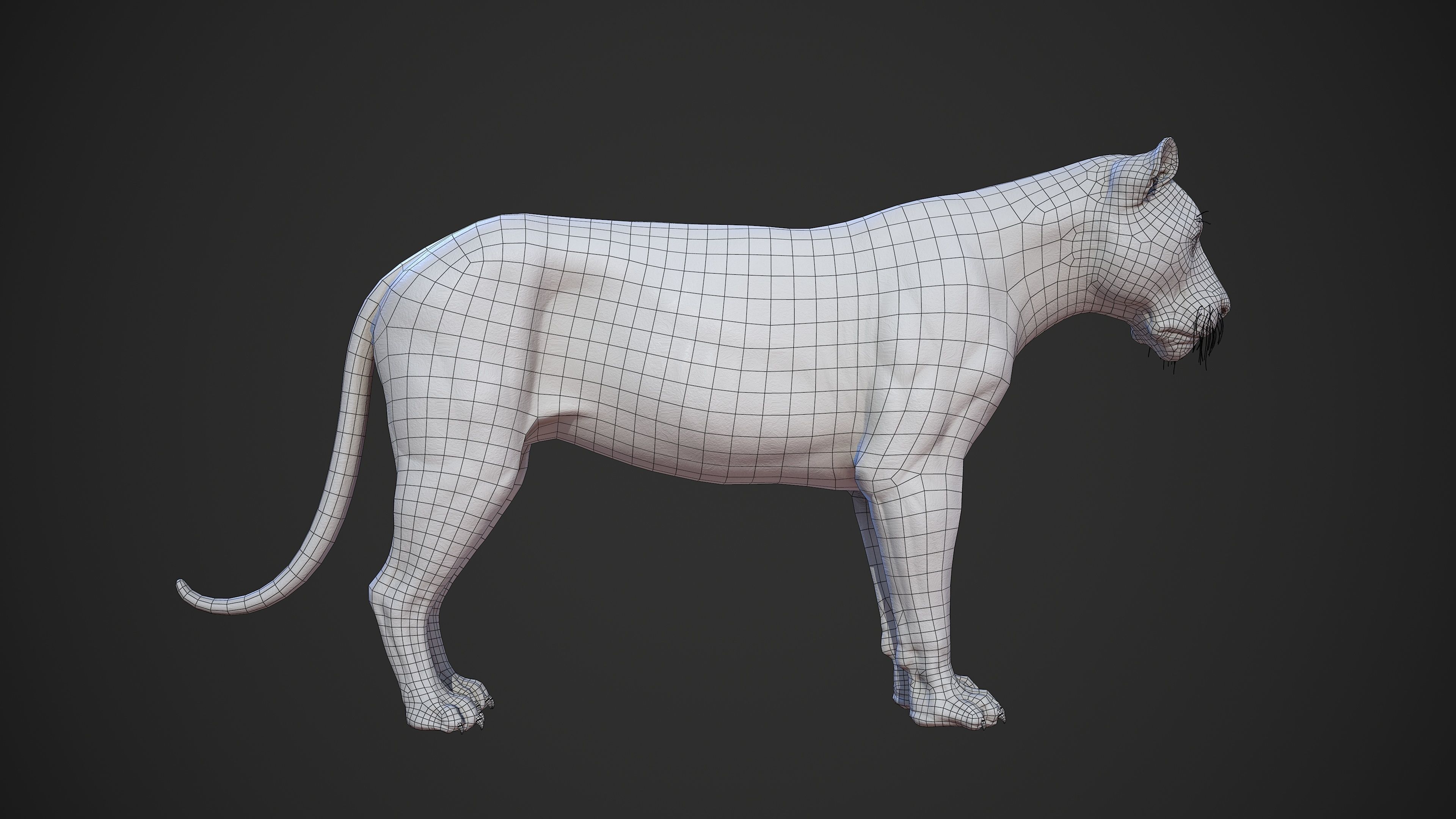 Animal - Lion Anatomy Skin Ecorche Body Base Low-poly 3D model_46