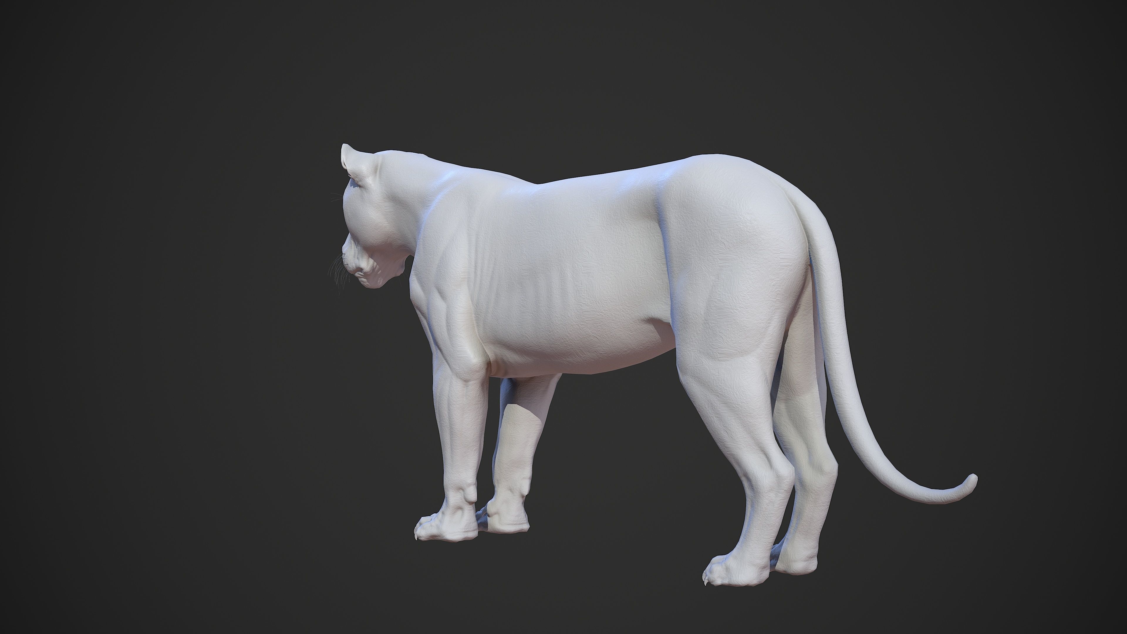 Animal - Lion Anatomy Skin Ecorche Body Base Low-poly 3D model_41