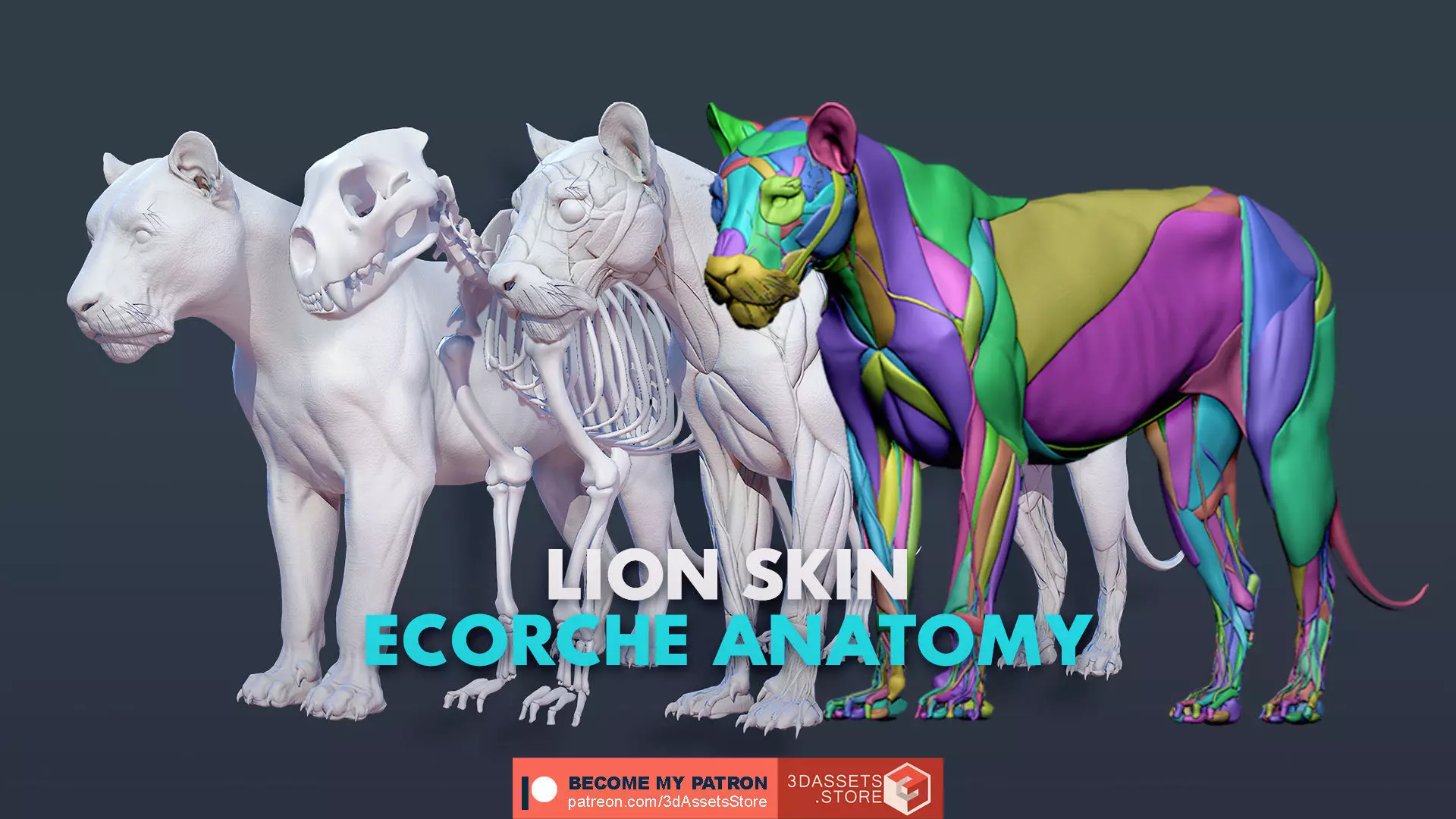 Animal - Lion Anatomy Skin Ecorche Body Base Low-poly 3D model_0