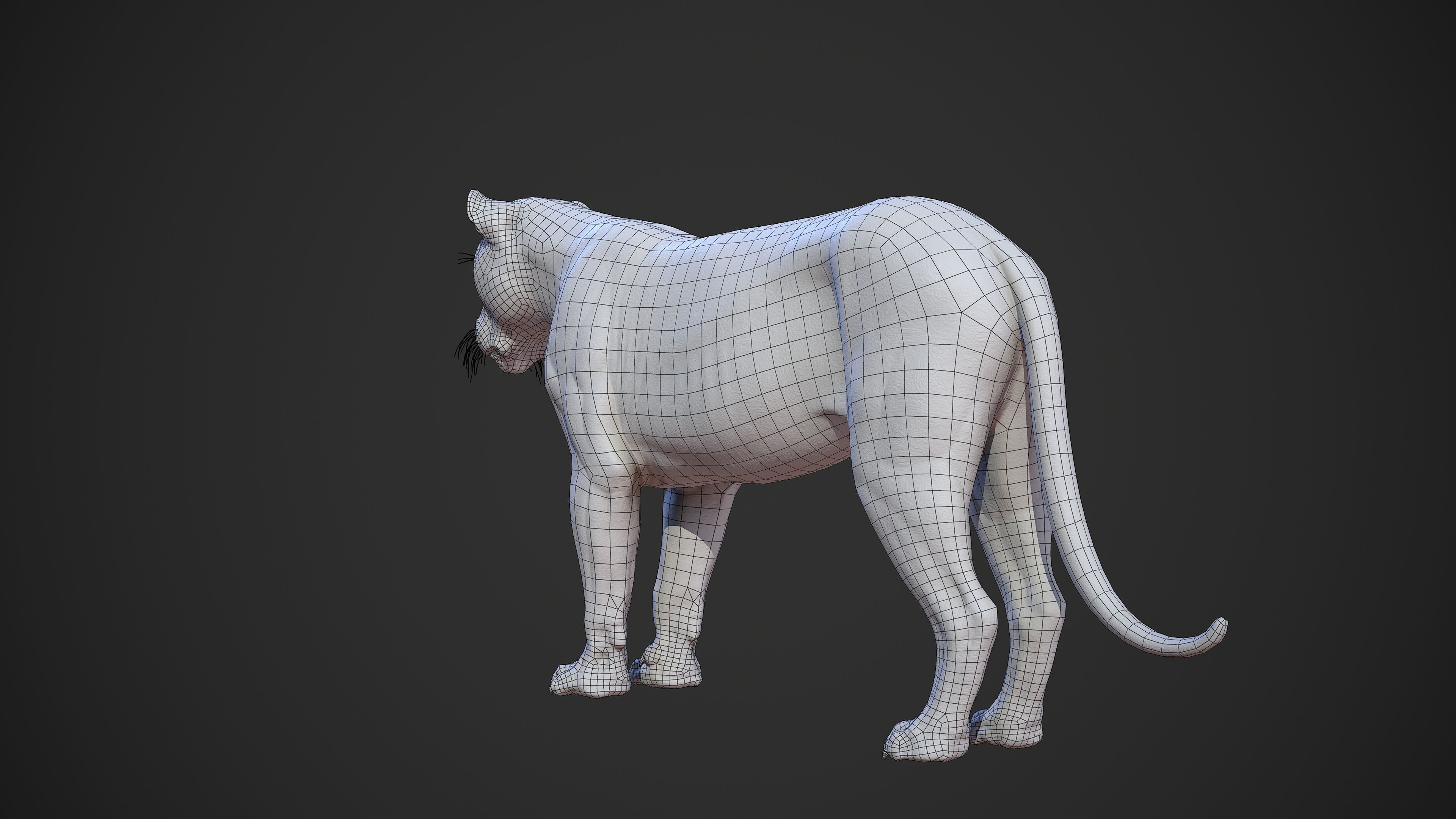 Animal - Lion Anatomy Skin Ecorche Body Base Low-poly 3D model_49